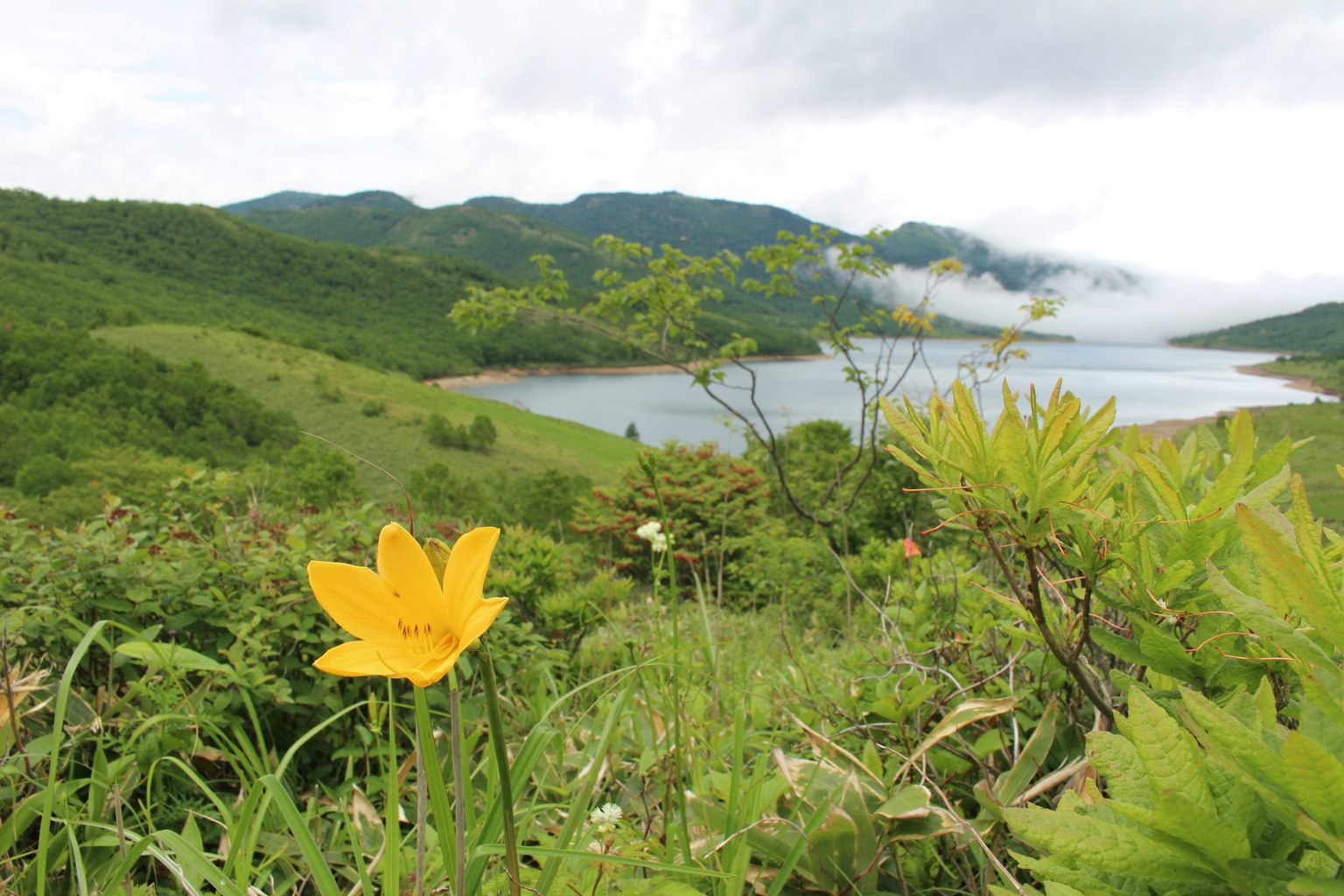 前景中的黃色花朵，背景為綠色山丘和湖泊
