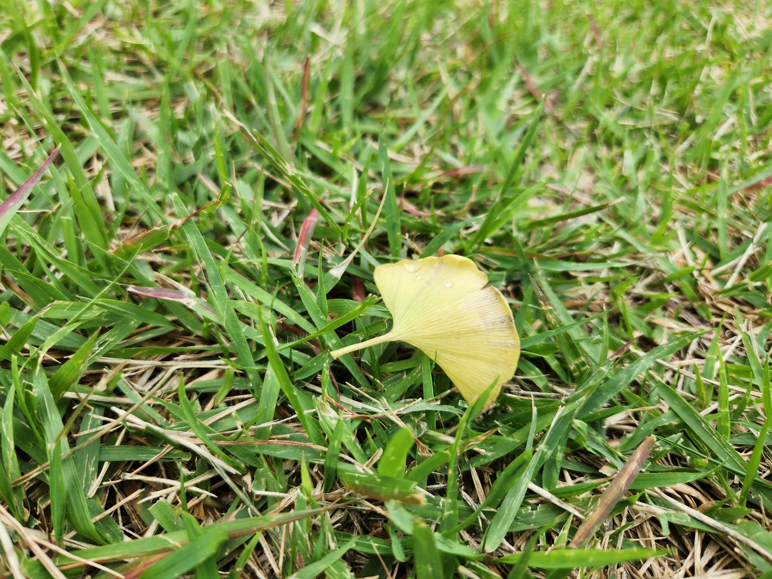 A yellow leaf on green grass