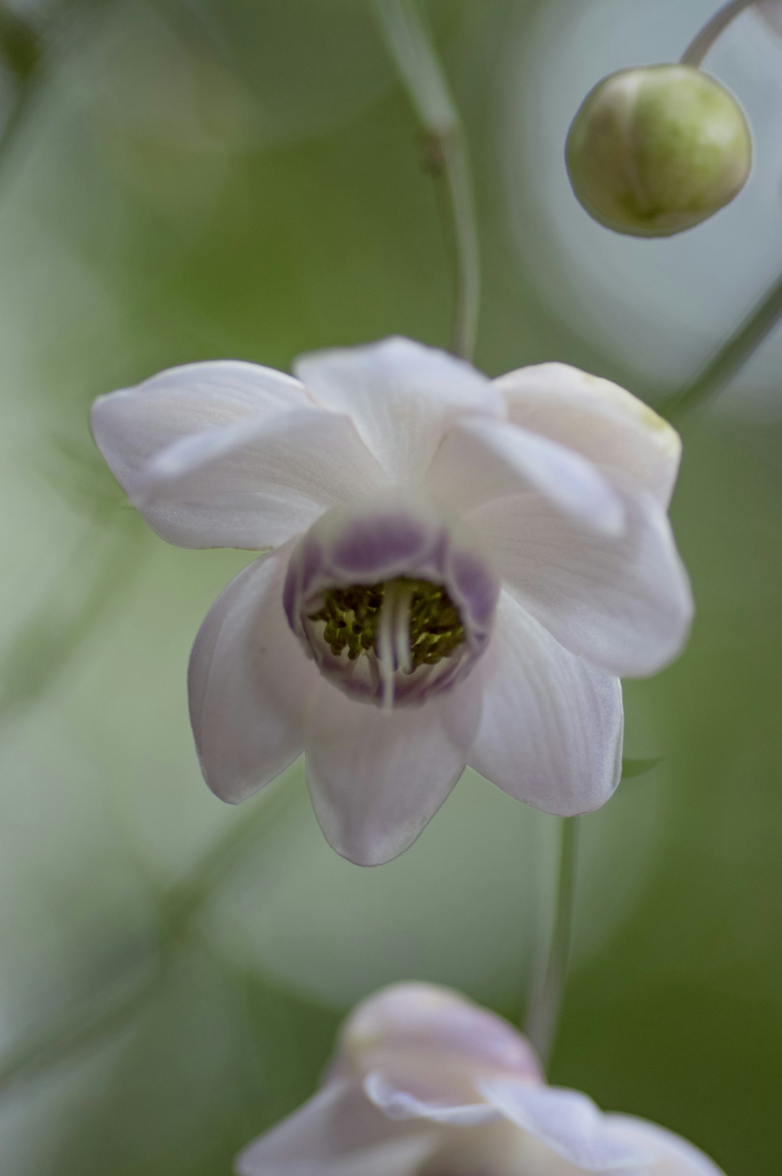 ภาพใกล้ชิดของดอกไม้สีขาวกับพื้นหลังสีเขียวอ่อนที่มีลวดลายสีม่วงบนกลีบดอก