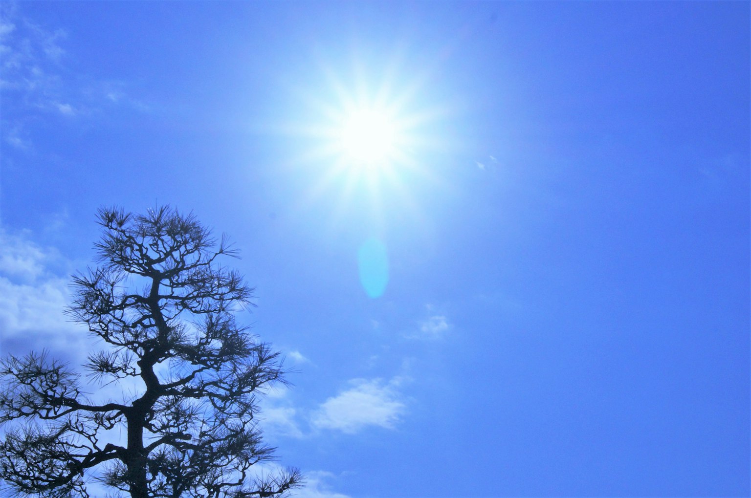 Un paisaje con un sol brillante en un cielo azul y un árbol