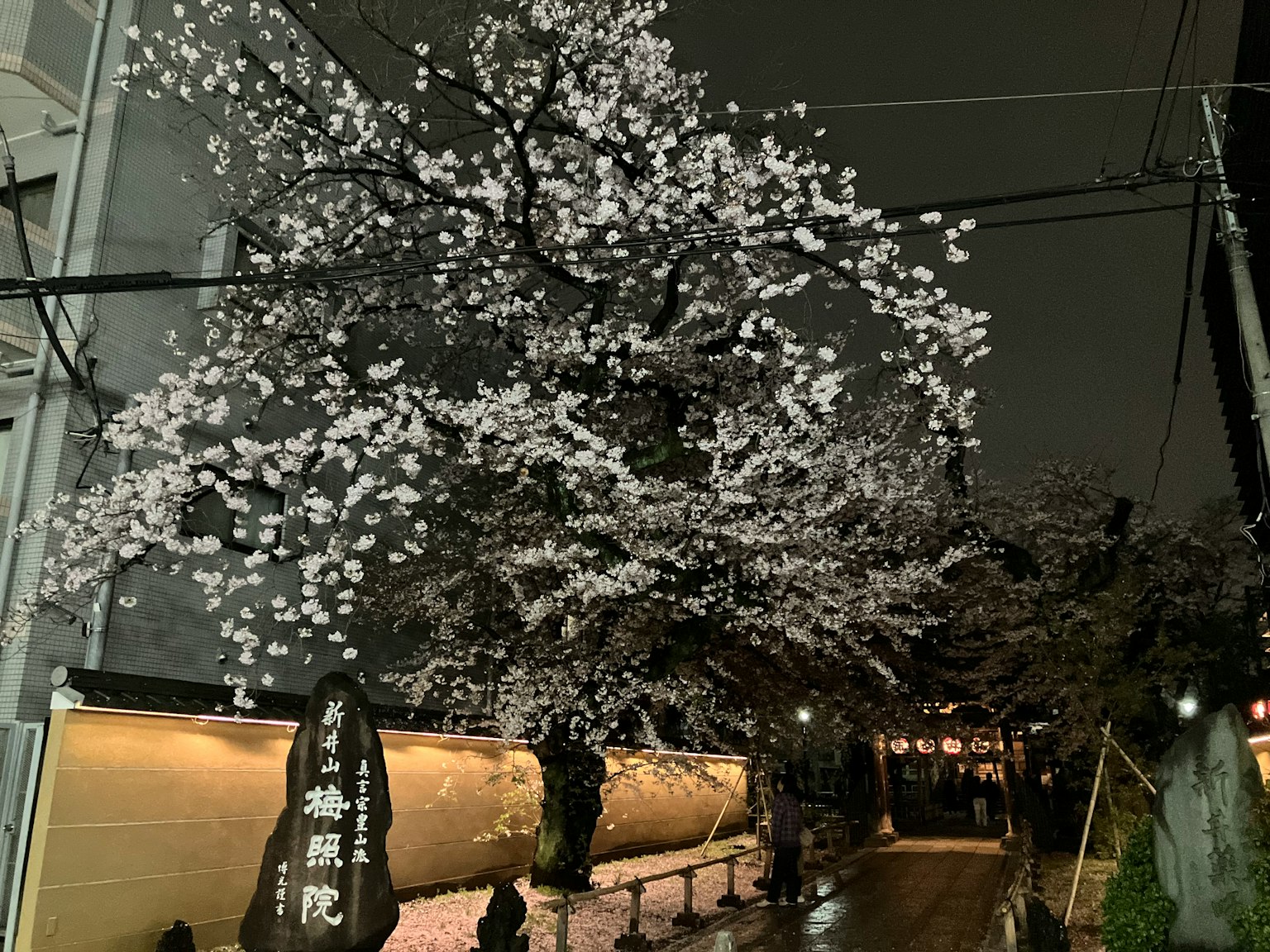 Arbre en fleurs de cerisier la nuit avec des lampadaires