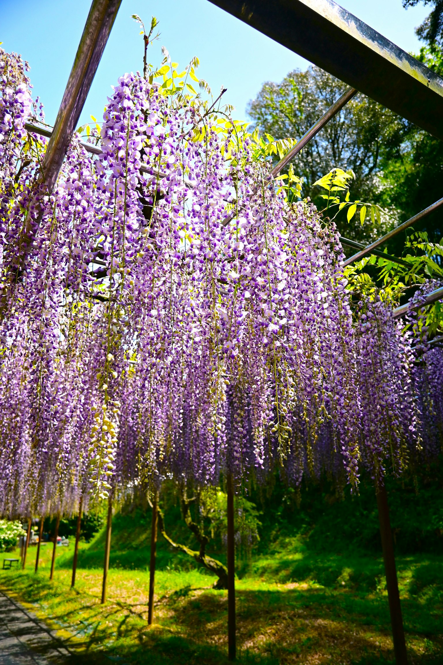 Schöne Szene mit herabhängenden lila Glyzinienblüten
