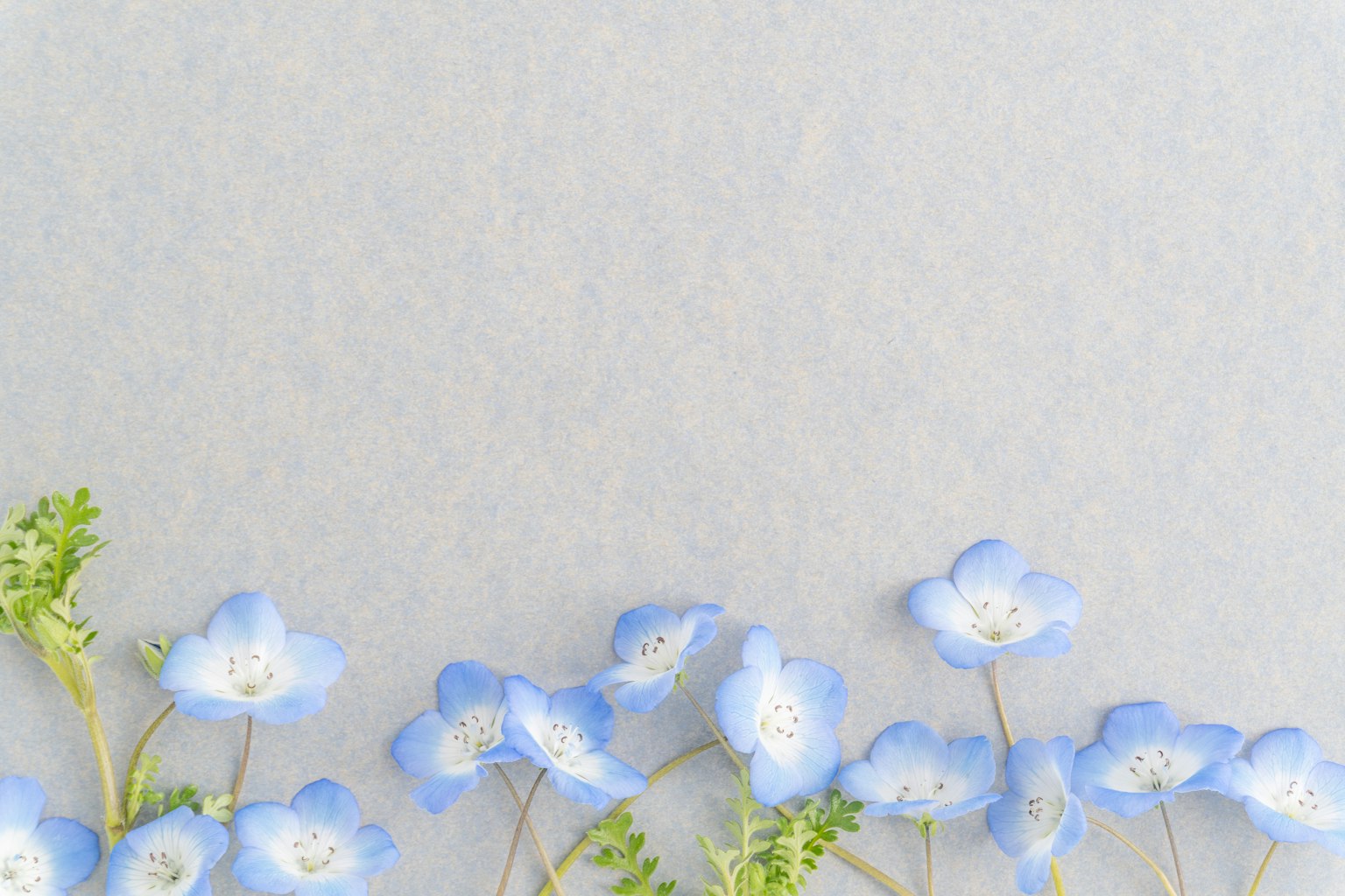 Une image présentant de délicates fleurs bleues disposées sur un fond gris doux