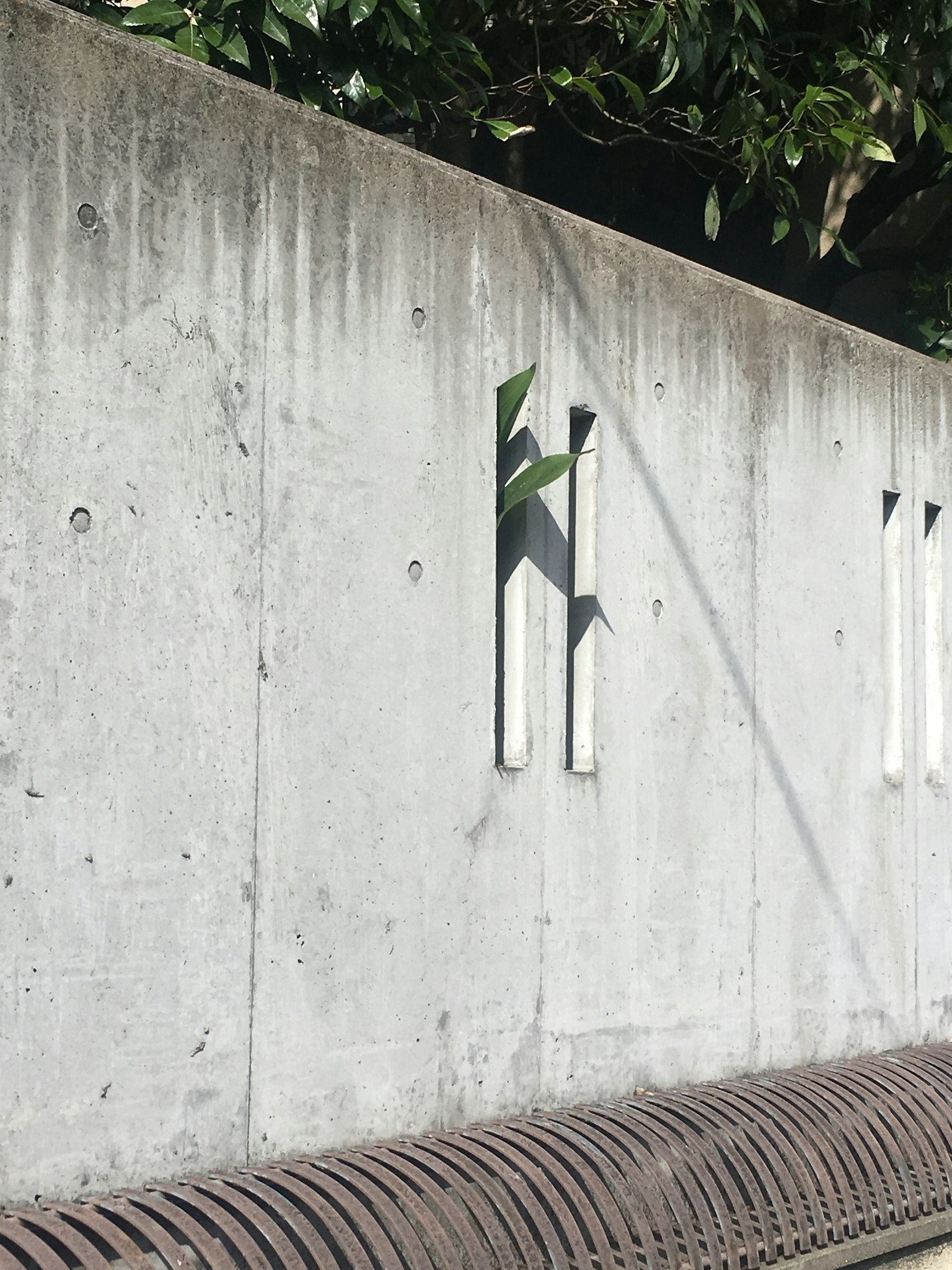 Muro di cemento con foglie verdi visibili