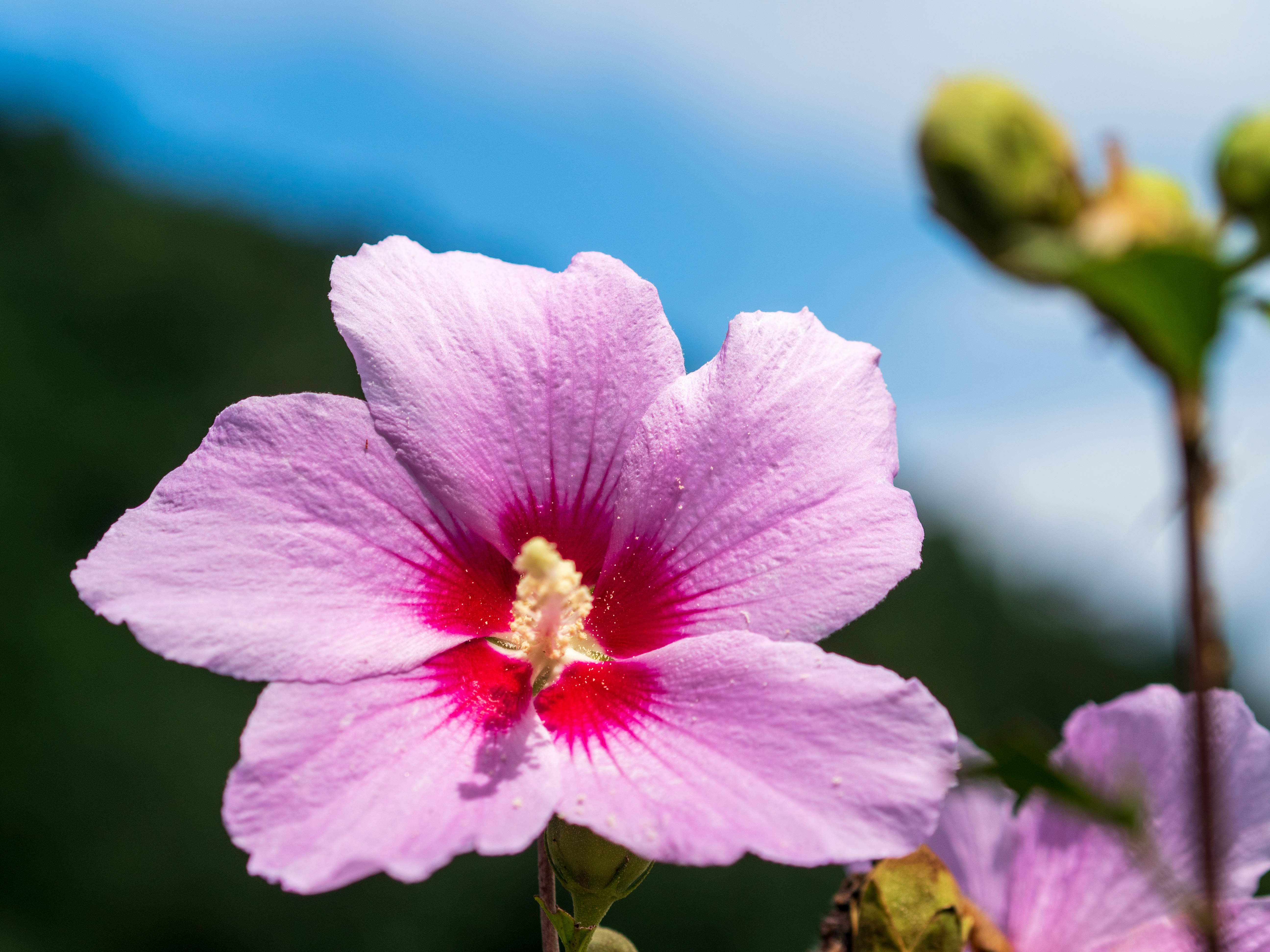 ピンクのハイビスカスの花と青空の庭