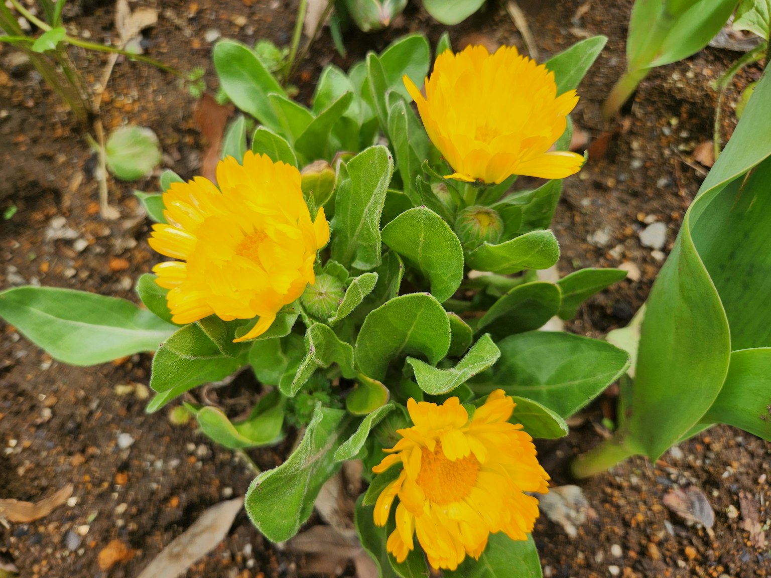 Close-up tanaman dengan bunga kuning cerah