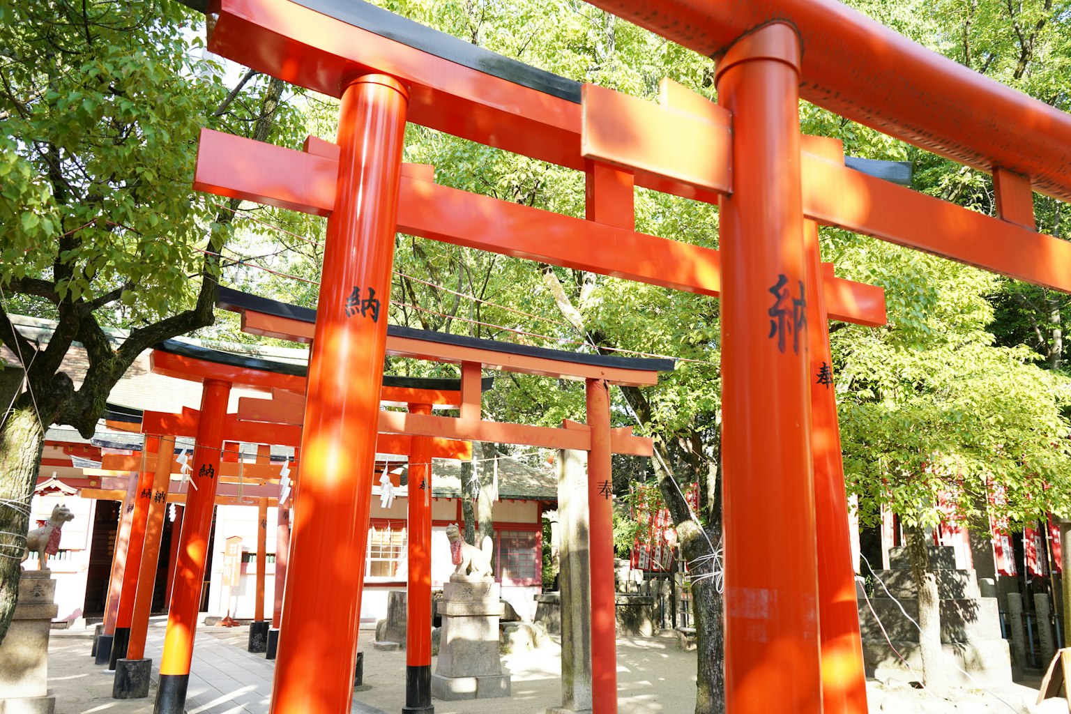 Una scena serena di torii rossi in un santuario circondato da verde lussureggiante