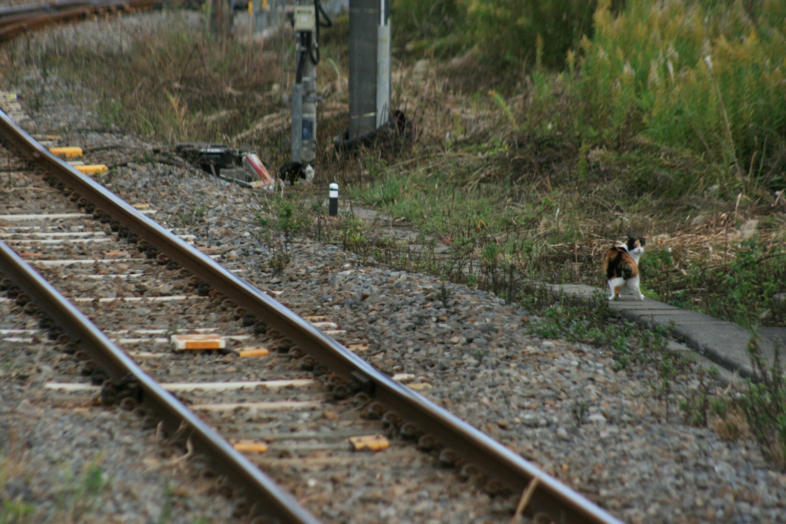 Anjing di samping rel kereta dengan rumput liar