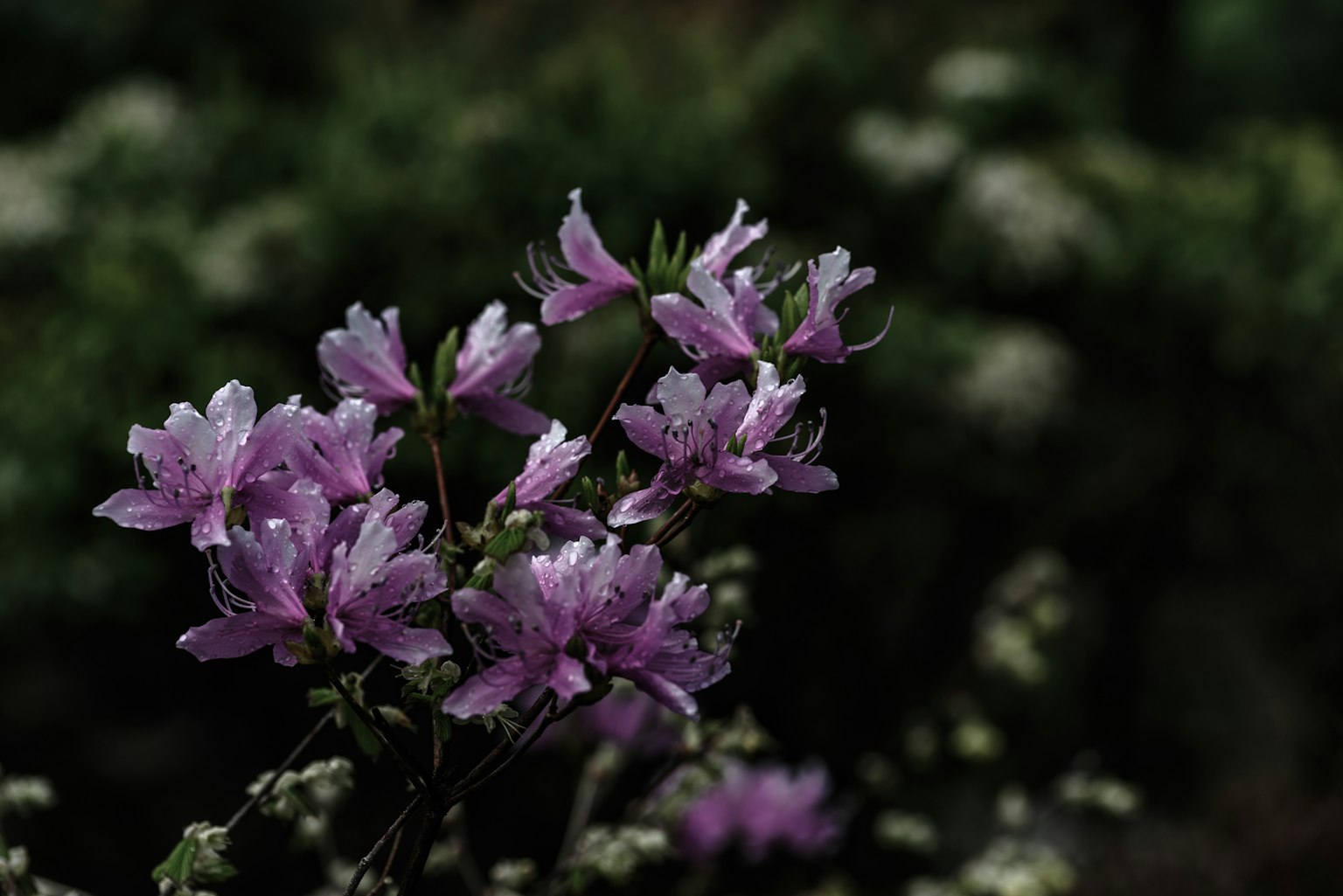 Cận cảnh của cây có hoa màu tím nhạt nền xanh mờ