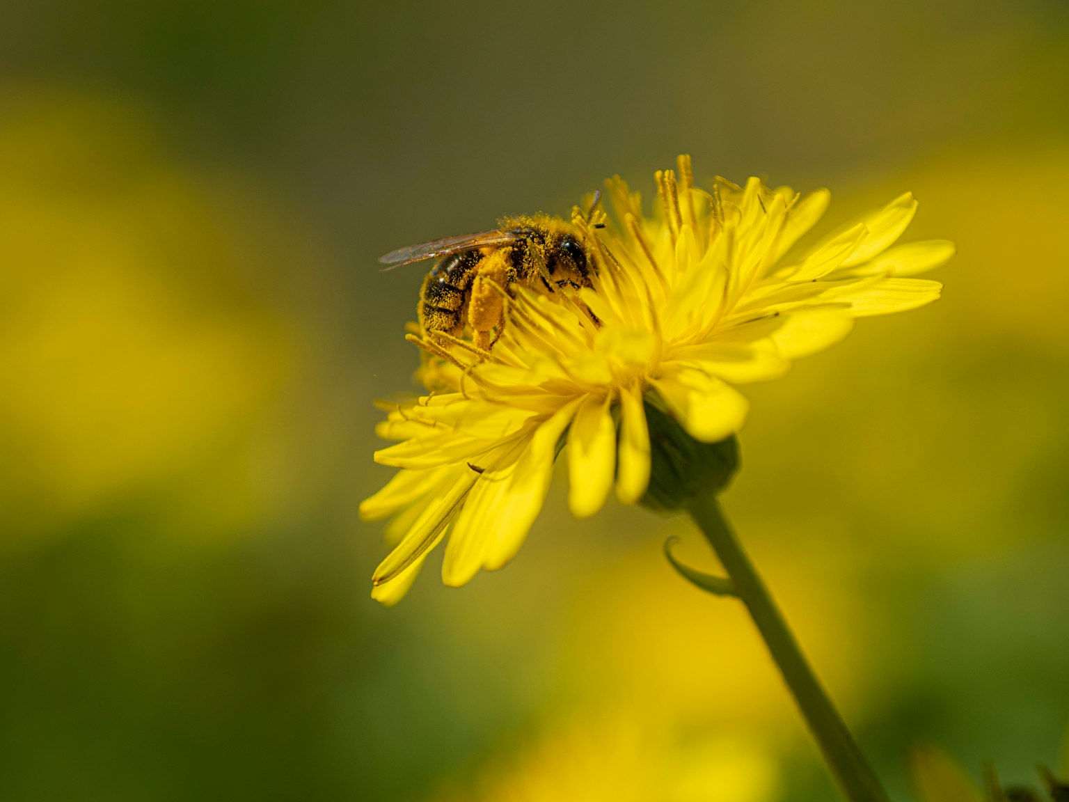 Gros plan d'une abeille sur une fleur jaune