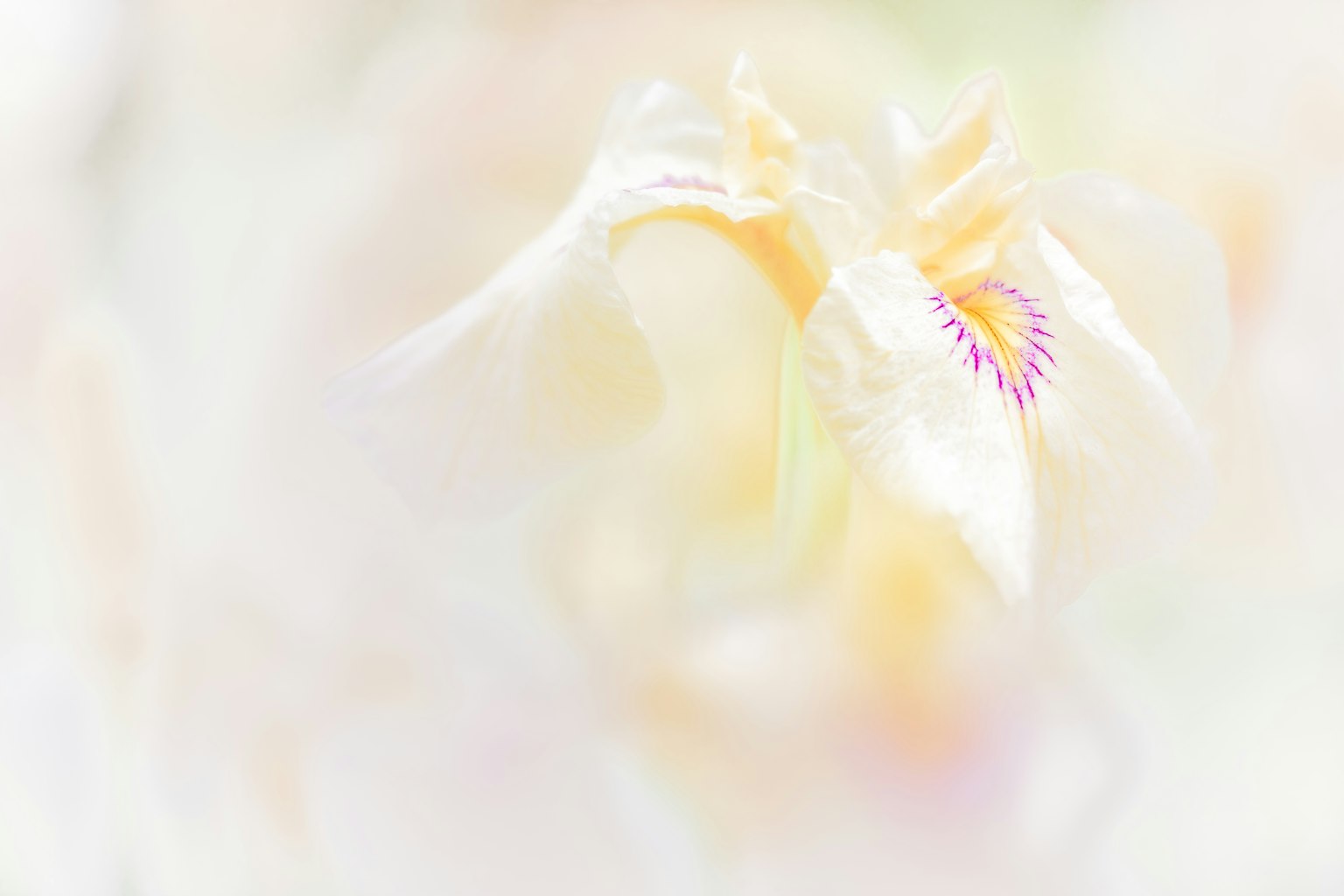 Cận cảnh hoa lan trắng tinh tế với sắc thái nhẹ nhàng