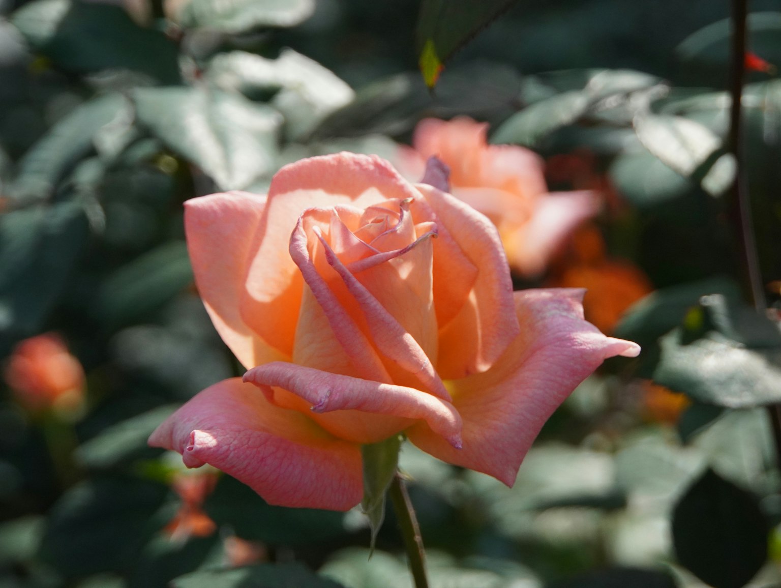 Belle rose rose fleurissant parmi des feuilles vertes