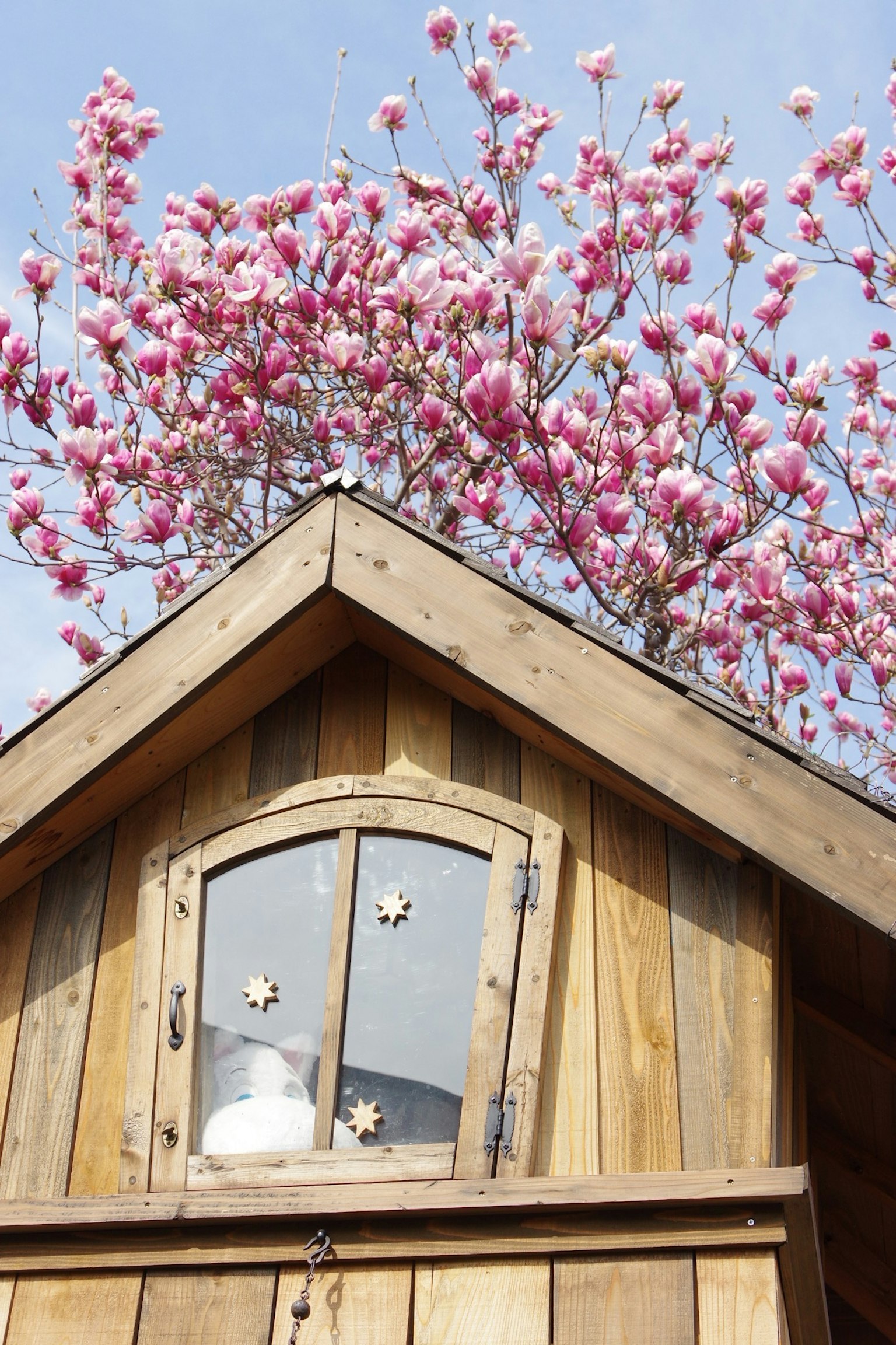 Capanna in legno con albero di magnolia in fiore rosa