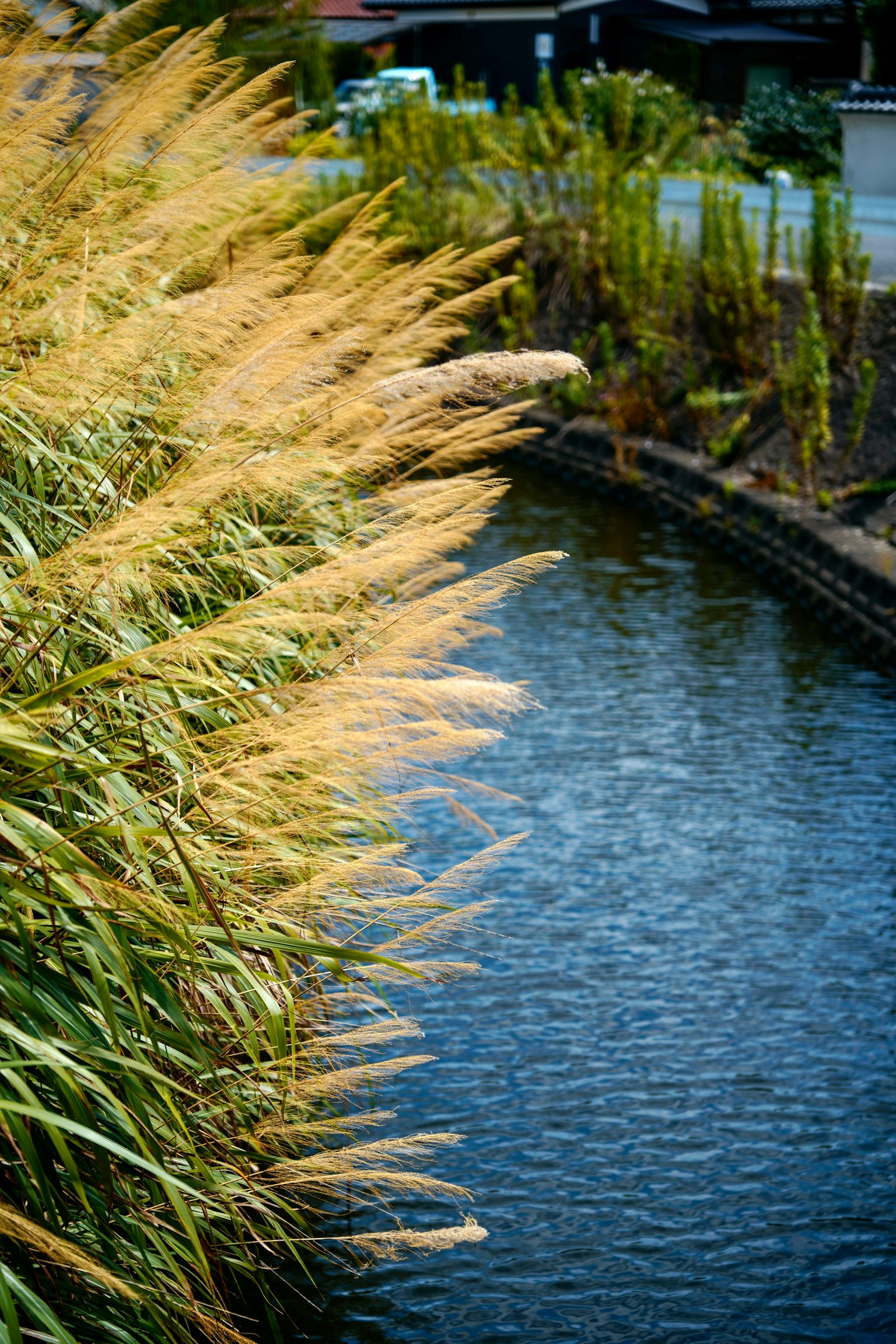 Gelbes Gras am Wasser mit ruhiger Oberfläche