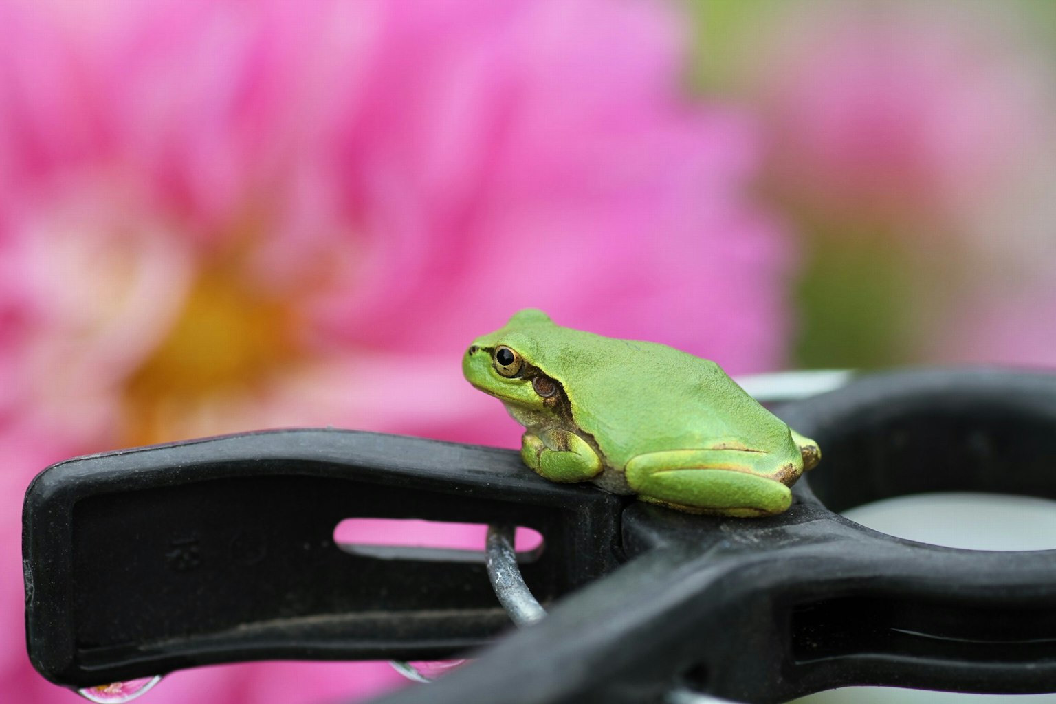 Ein grüner Frosch sitzt auf einer schwarzen Klammer mit einer verschwommenen rosa Blume im Hintergrund