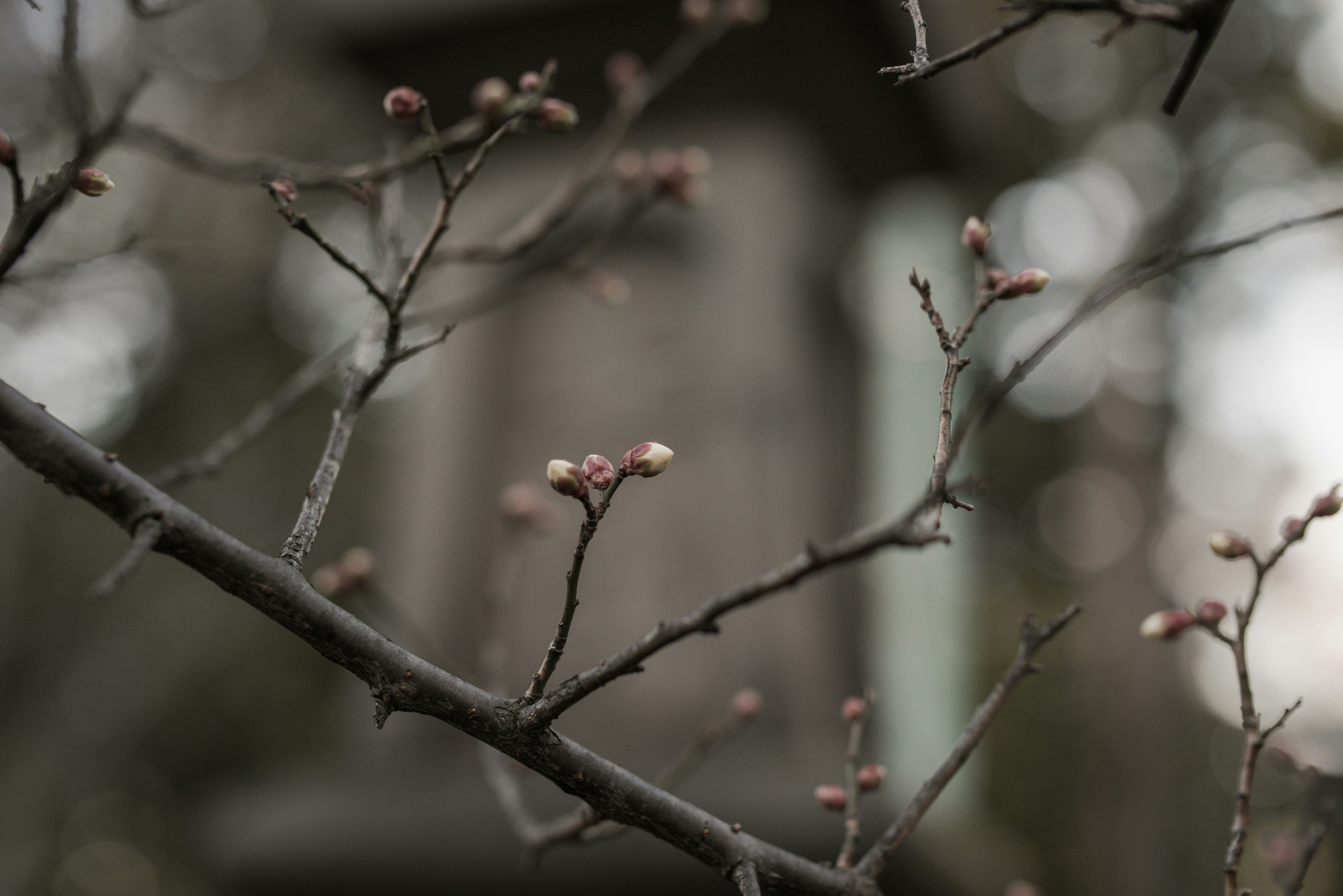 Früh blühende Pflaumenknospen an Zweigen im frühen Frühling