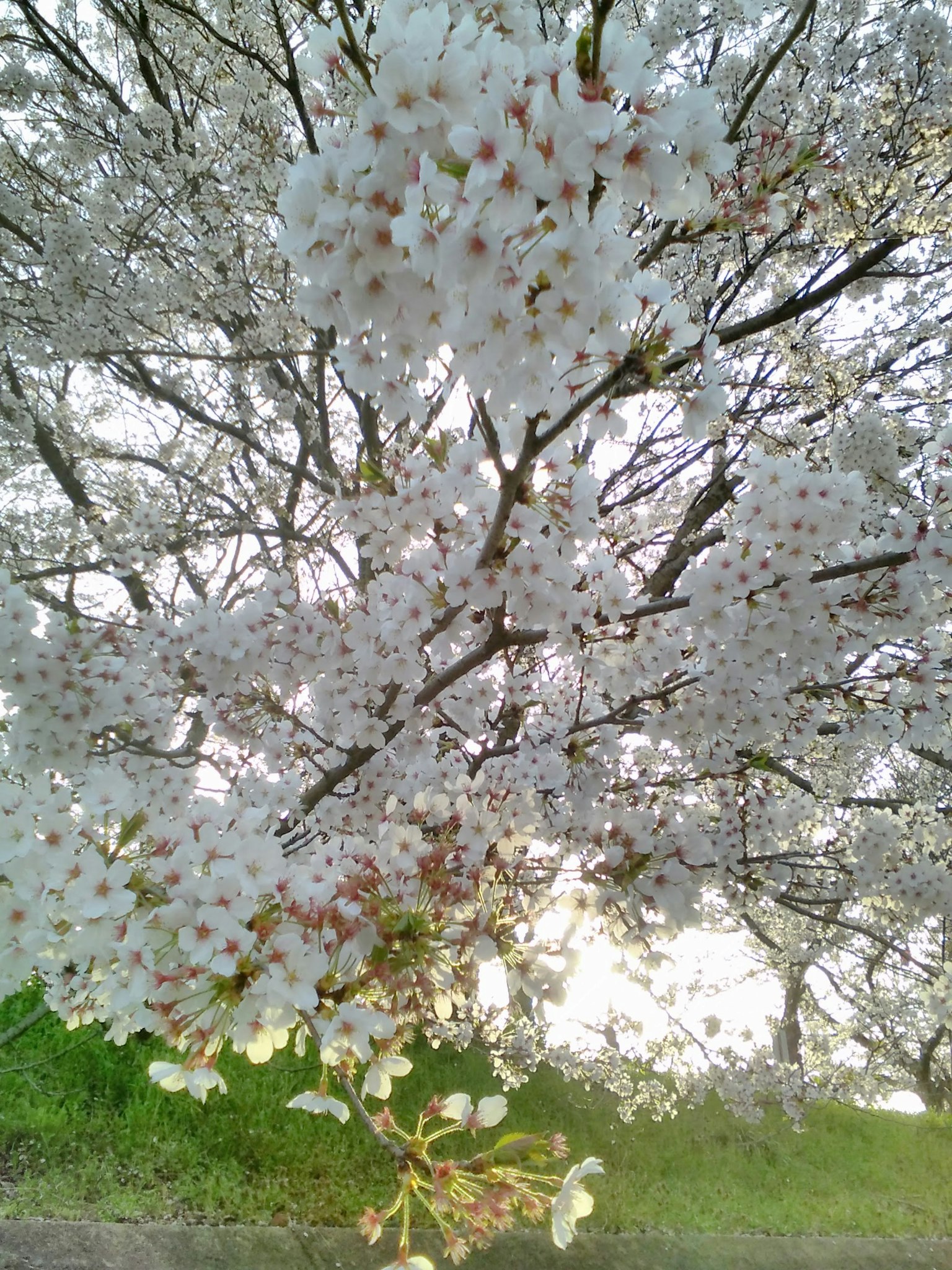 A cherry blossom tree in full bloom with white flowers and green grass
