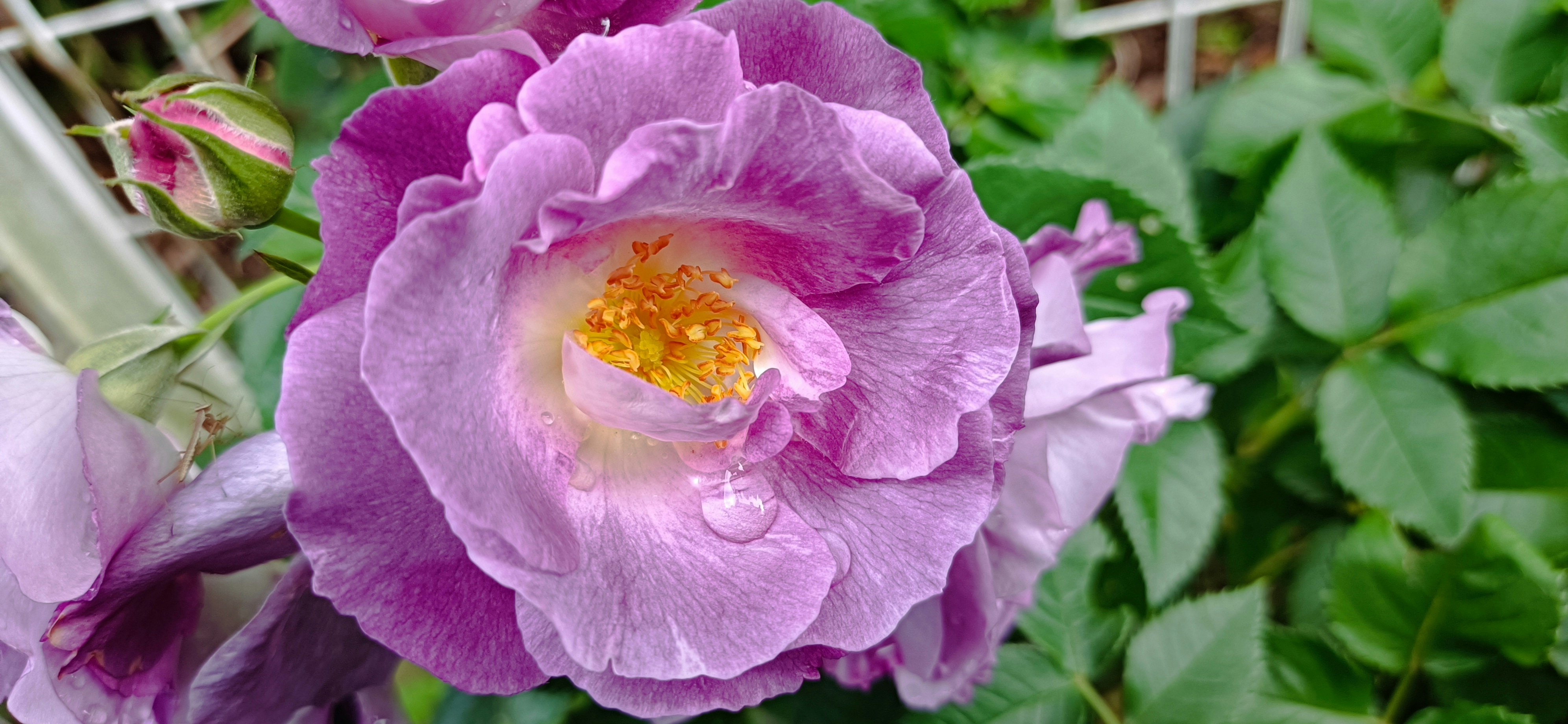 雨上がりの青いバラの花びらが寄りで咲く庭