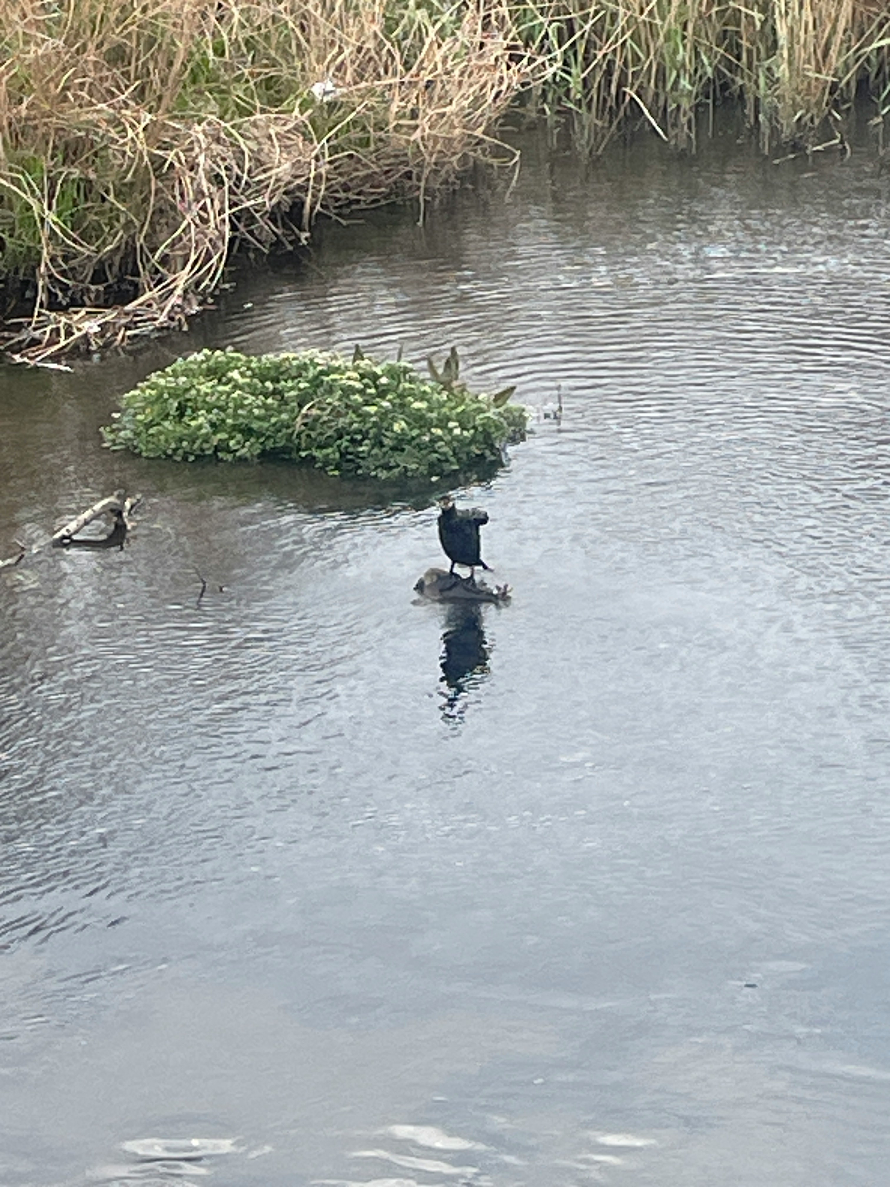 Ente schwimmt auf einem Fluss mit einer kleinen schwimmenden Pflanzeninsel