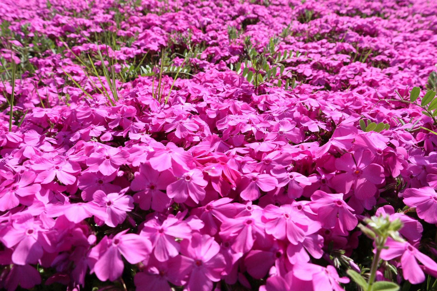 Lebendige rosa Blumen blühen auf einem Feld