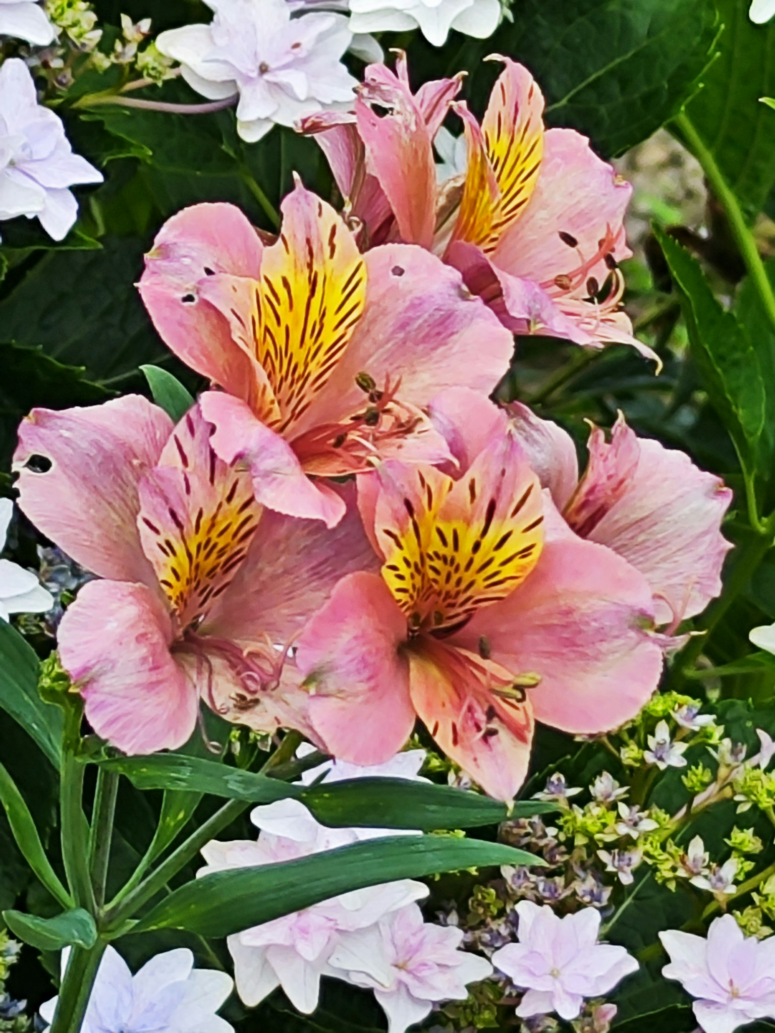 一簇粉紅色的百合花，帶有黃色標記，周圍是綠色的葉子