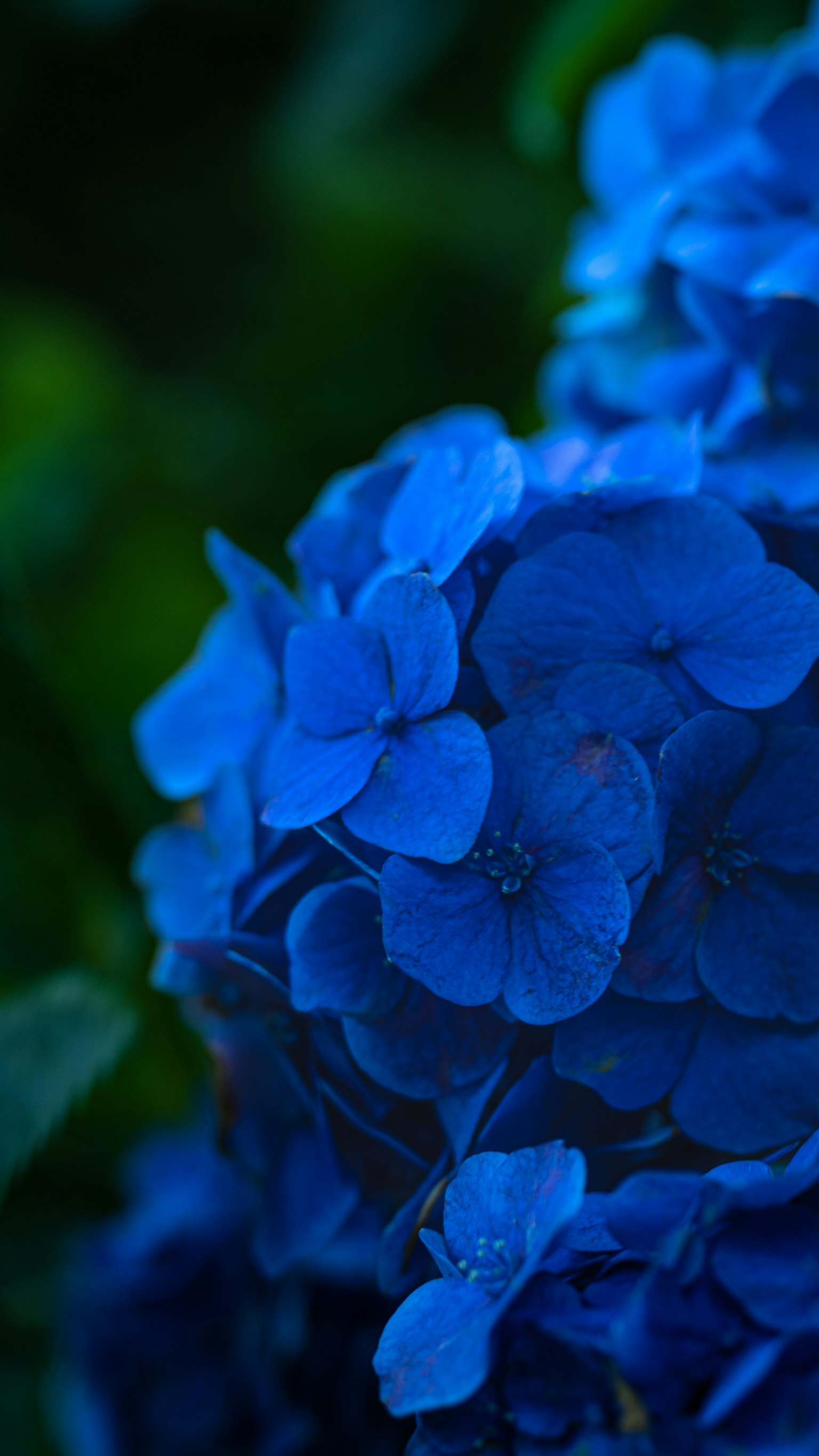 鮮やかな青いアジサイの花が集まっている様子