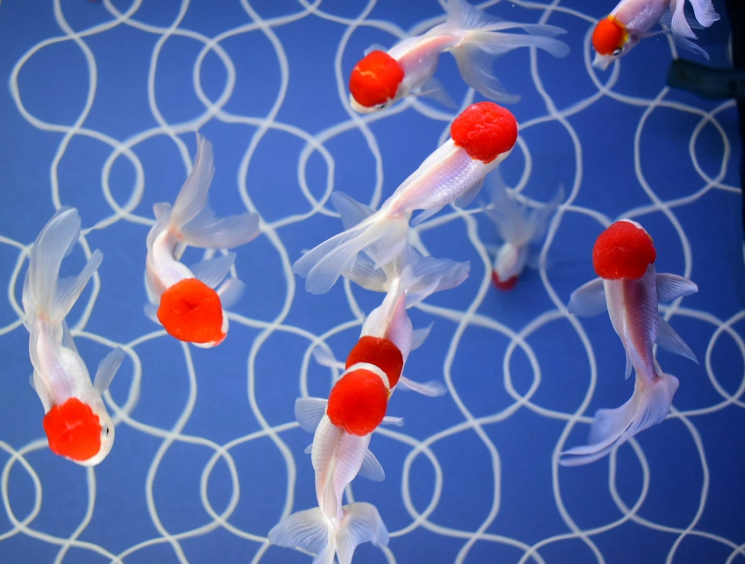 Gruppe von Goldfischen mit auffälligen roten Köpfen, die vor einem blauen Hintergrund schwimmen