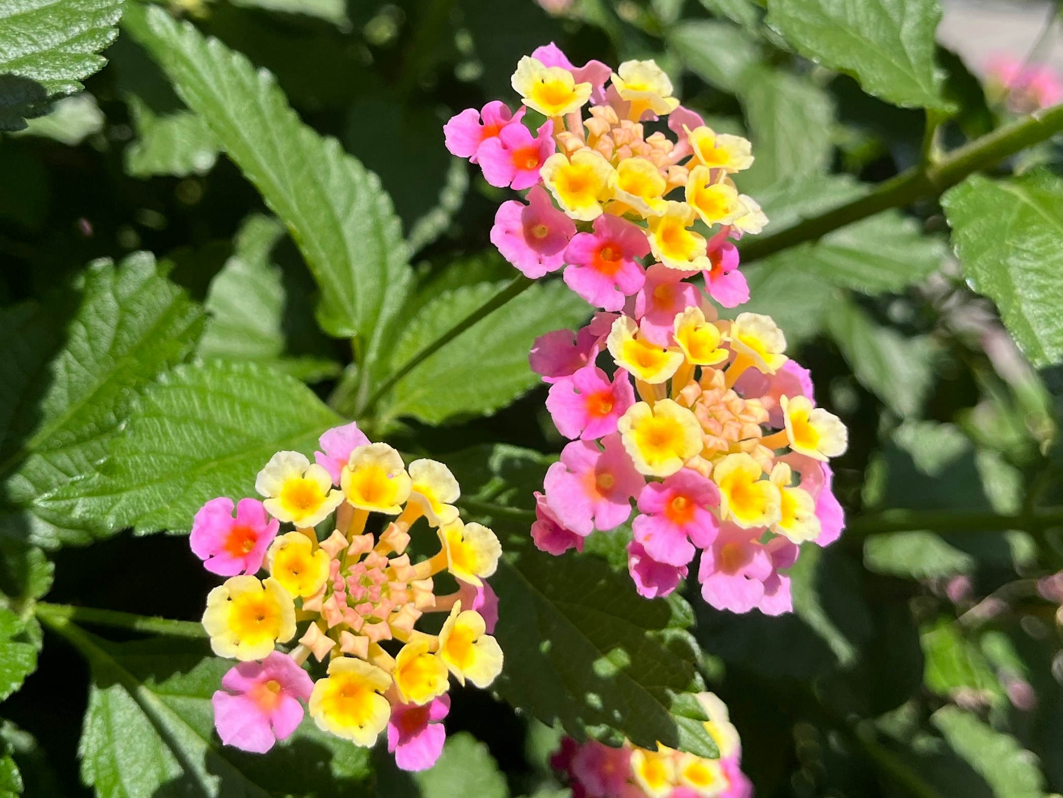 鲜艳兰花草（马缨丹）花朵与绿色叶片特写