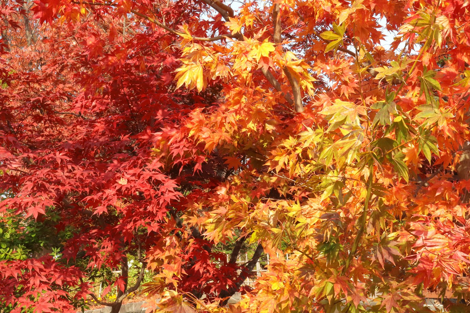 Feuilles rouges et oranges vives d'arbres dans un paysage d'automne