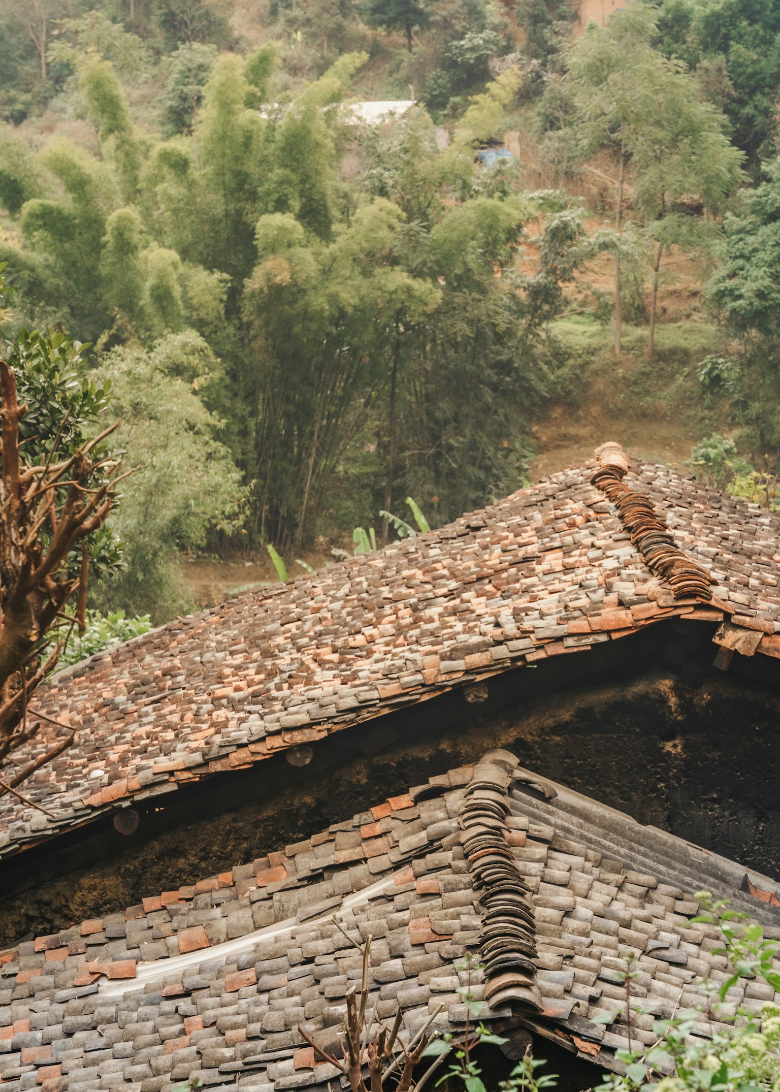 Toits anciens d'une maison entourée de verdure luxuriante