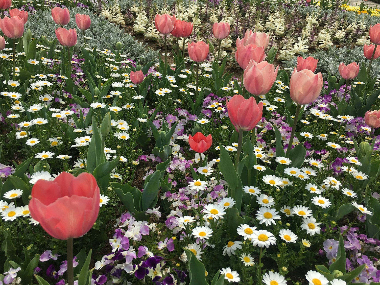 Một khu vườn hoa đẹp với hoa tulip hồng và hoa cúc trắng