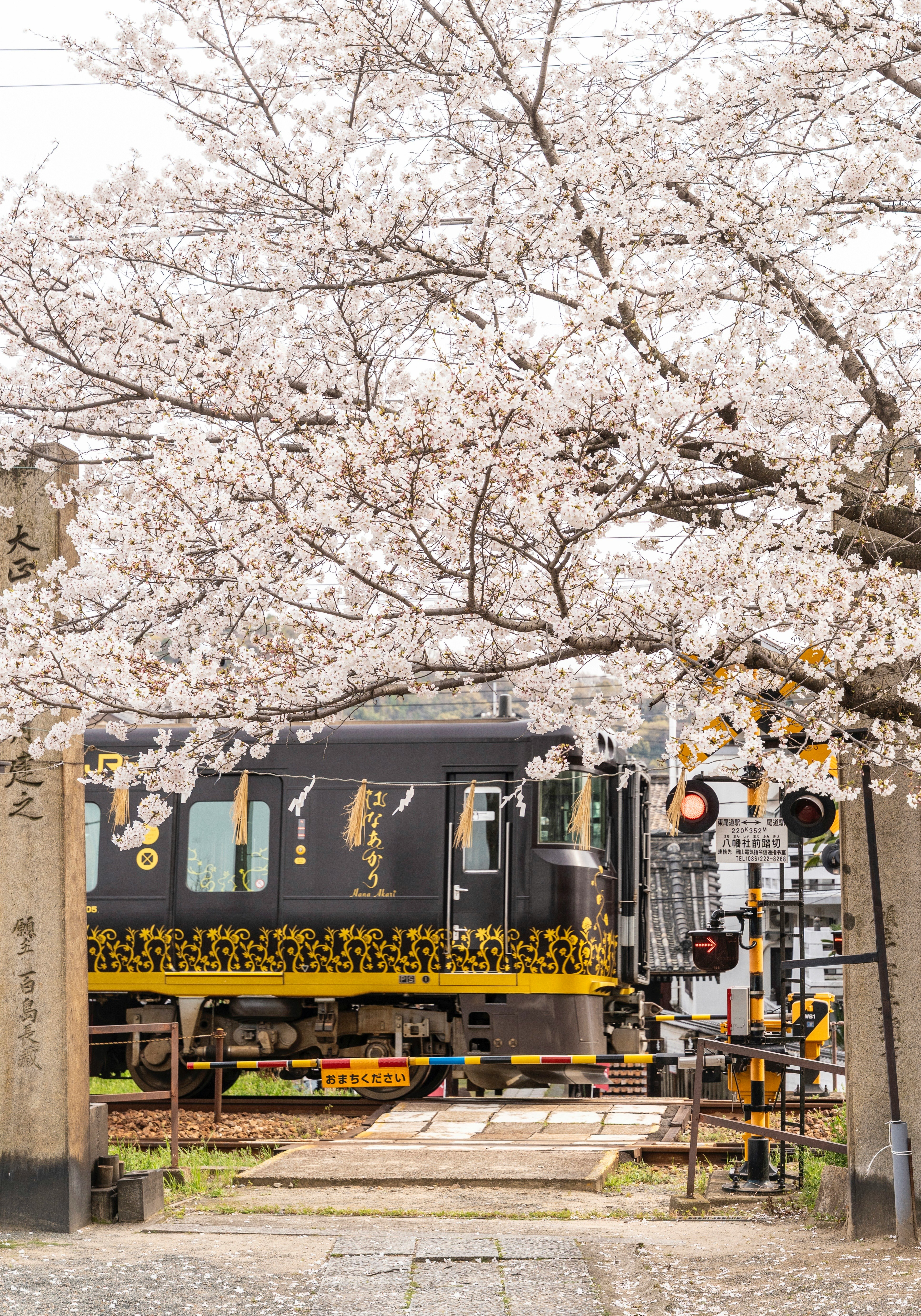 Tren turístico « Hanakari » pasando bajo cerezos en flor
