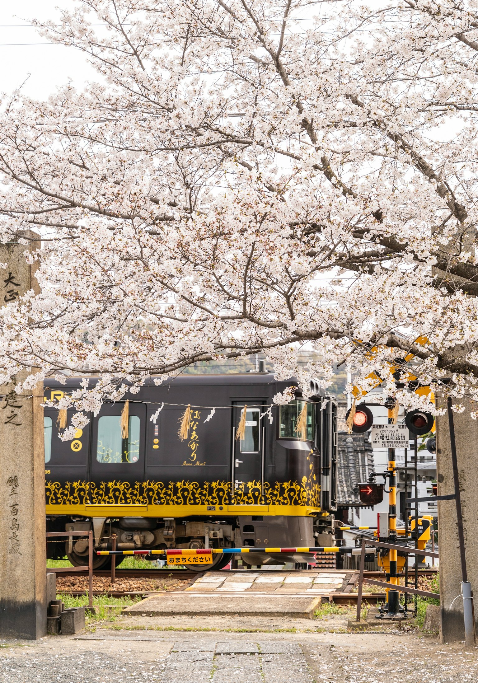 櫻花樹映襯下的黑色火車和交通信號