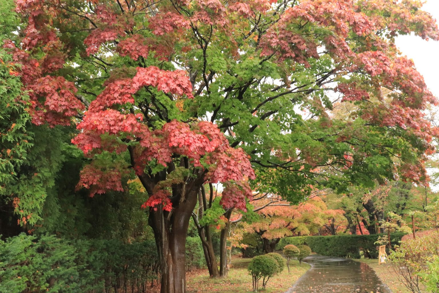 Un arbre vibrant avec des feuilles colorées dans un paysage serein