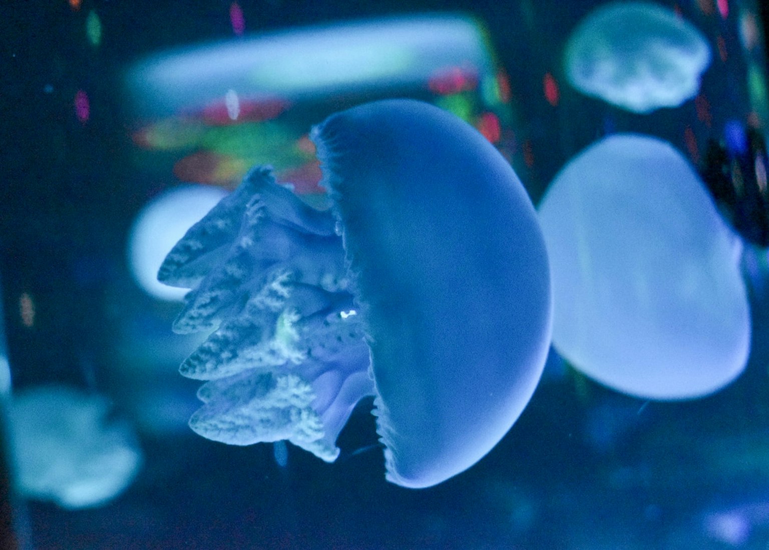 Eine schöne Qualle, die im blauen Wasser schwebt