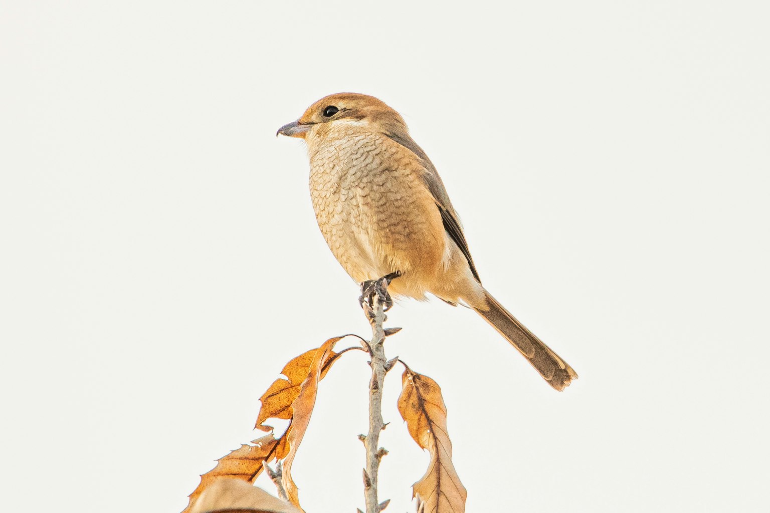 Ein kleiner Vogel sitzt auf der Spitze einer getrockneten Pflanze