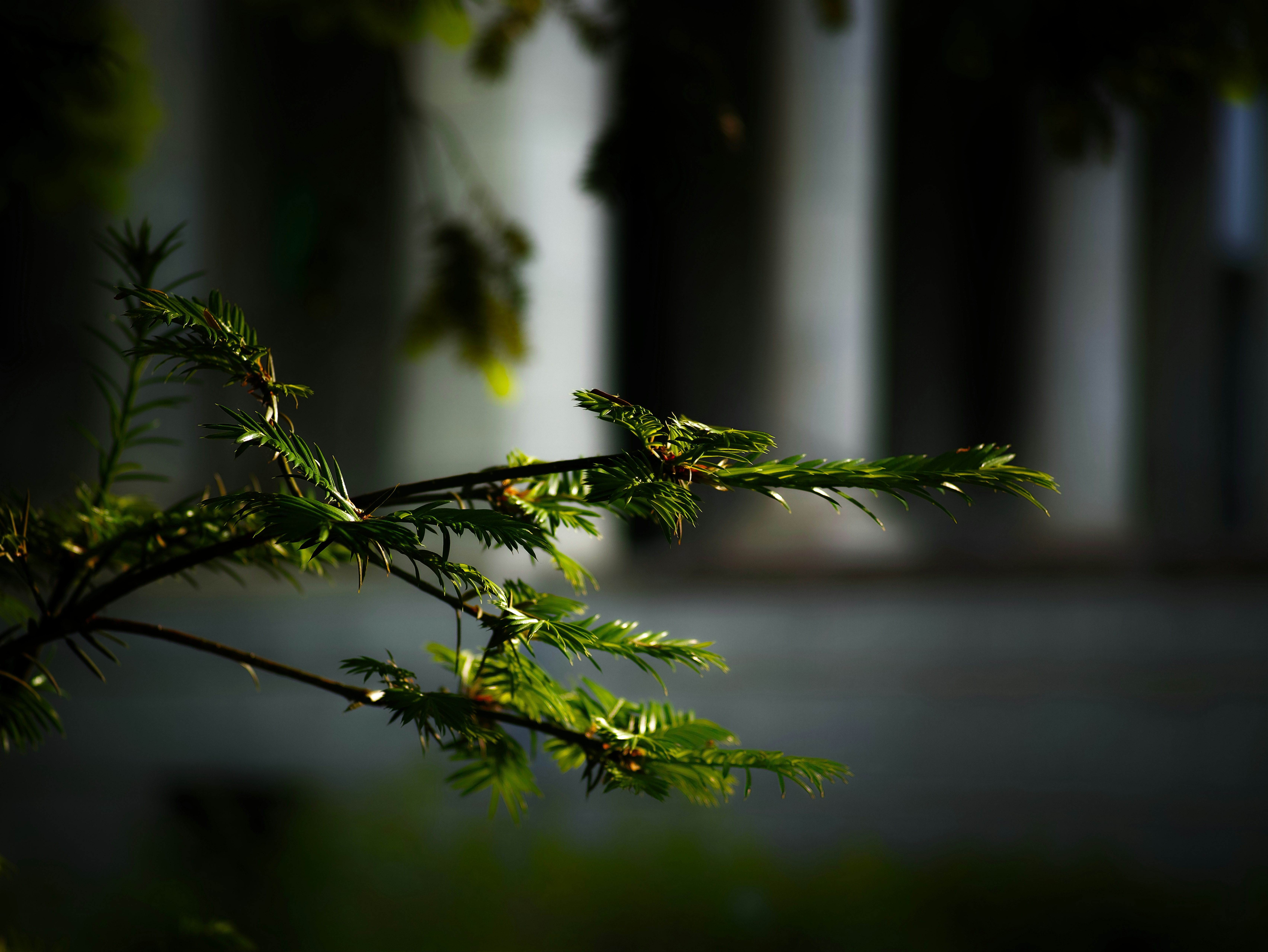 Close-up of a branch with green leaves blurred columns in the background