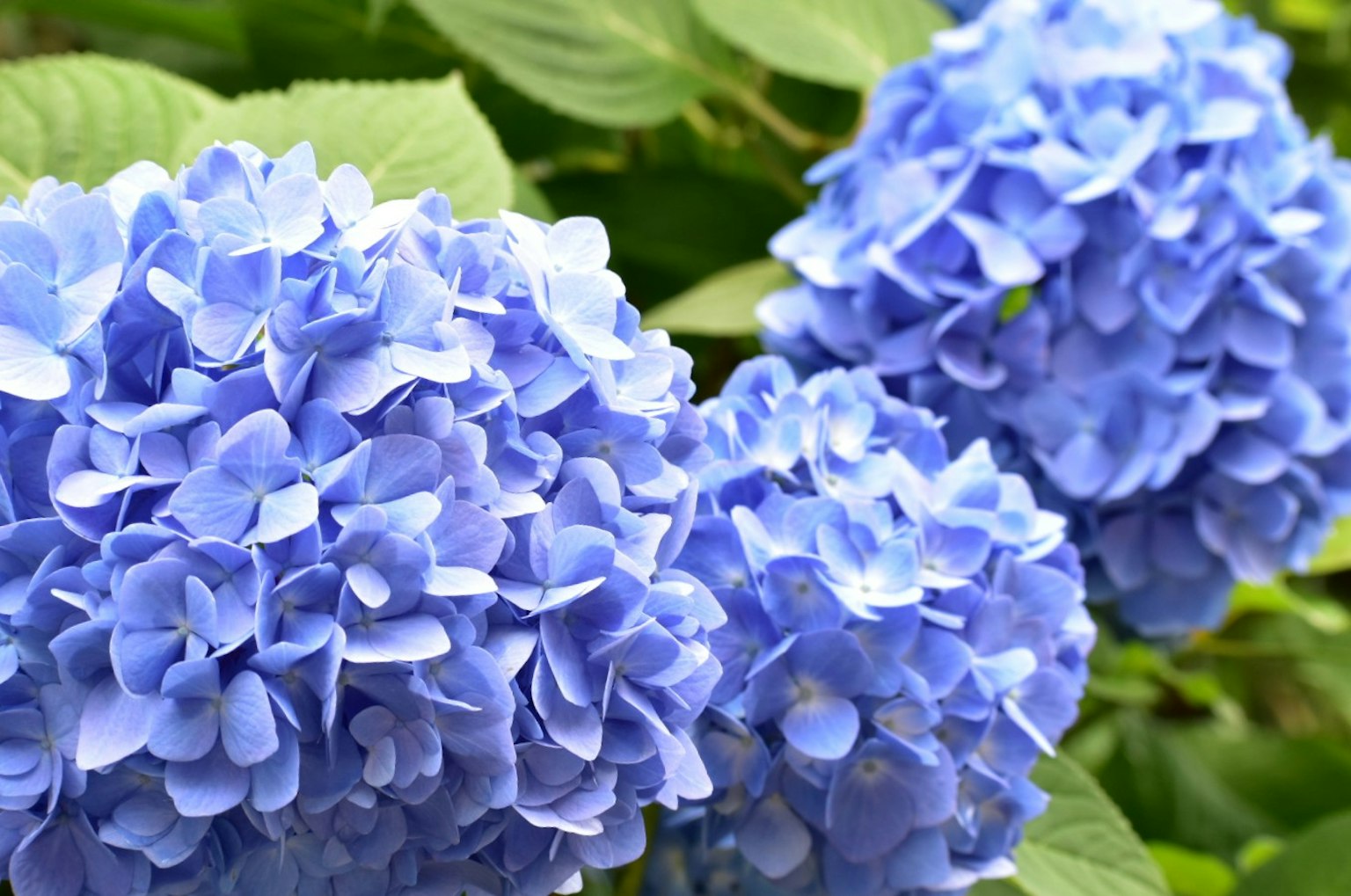 Blaue Hortensienblüten in voller Blüte