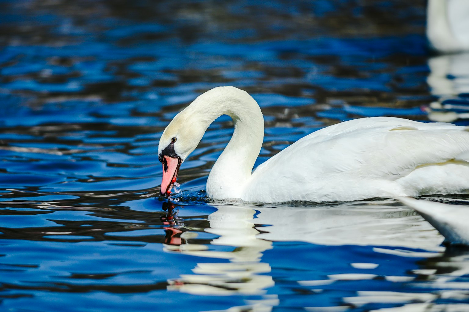 Close-up of a swan searching for food on the water surface