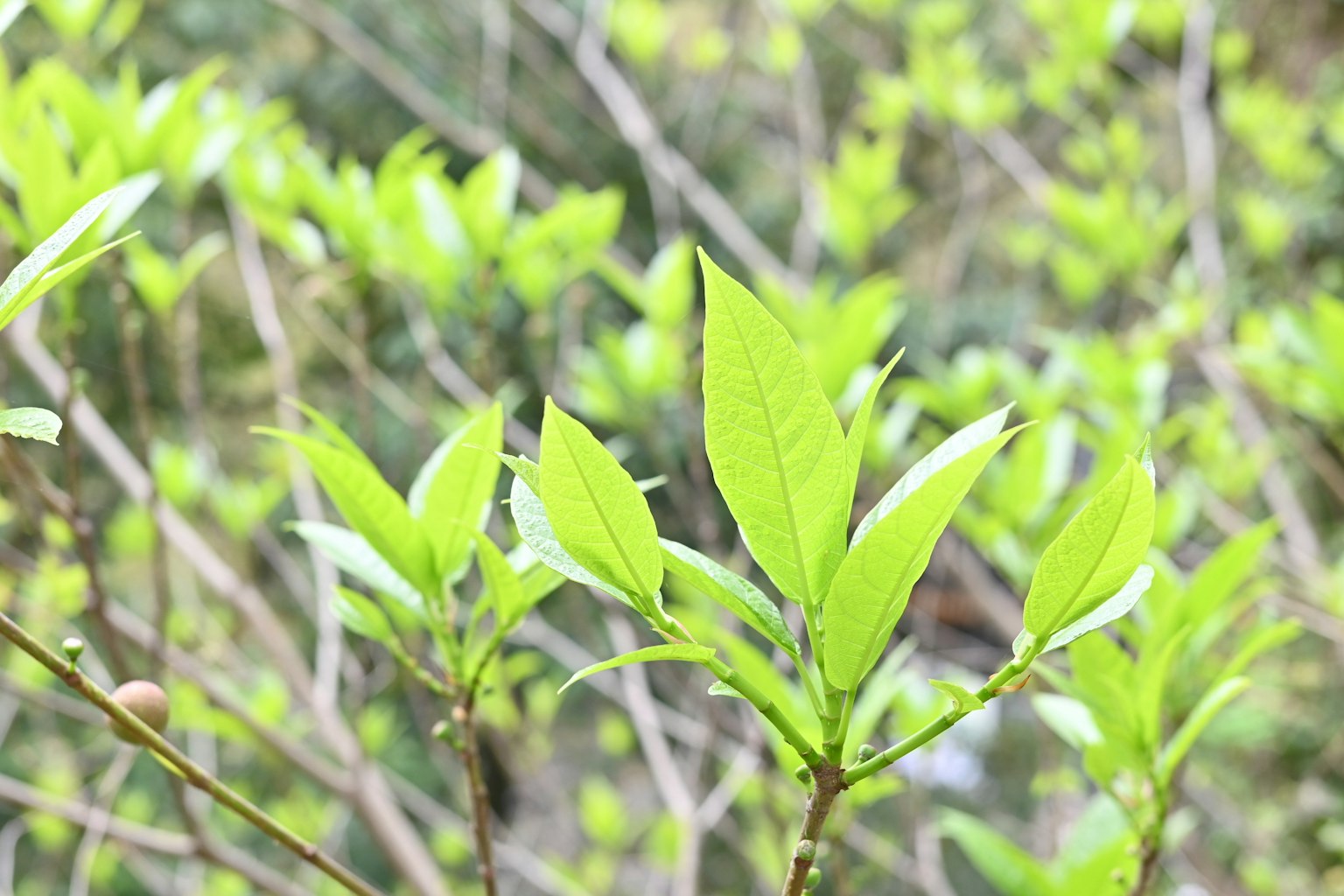 Primer plano de hojas verdes vibrantes en una planta