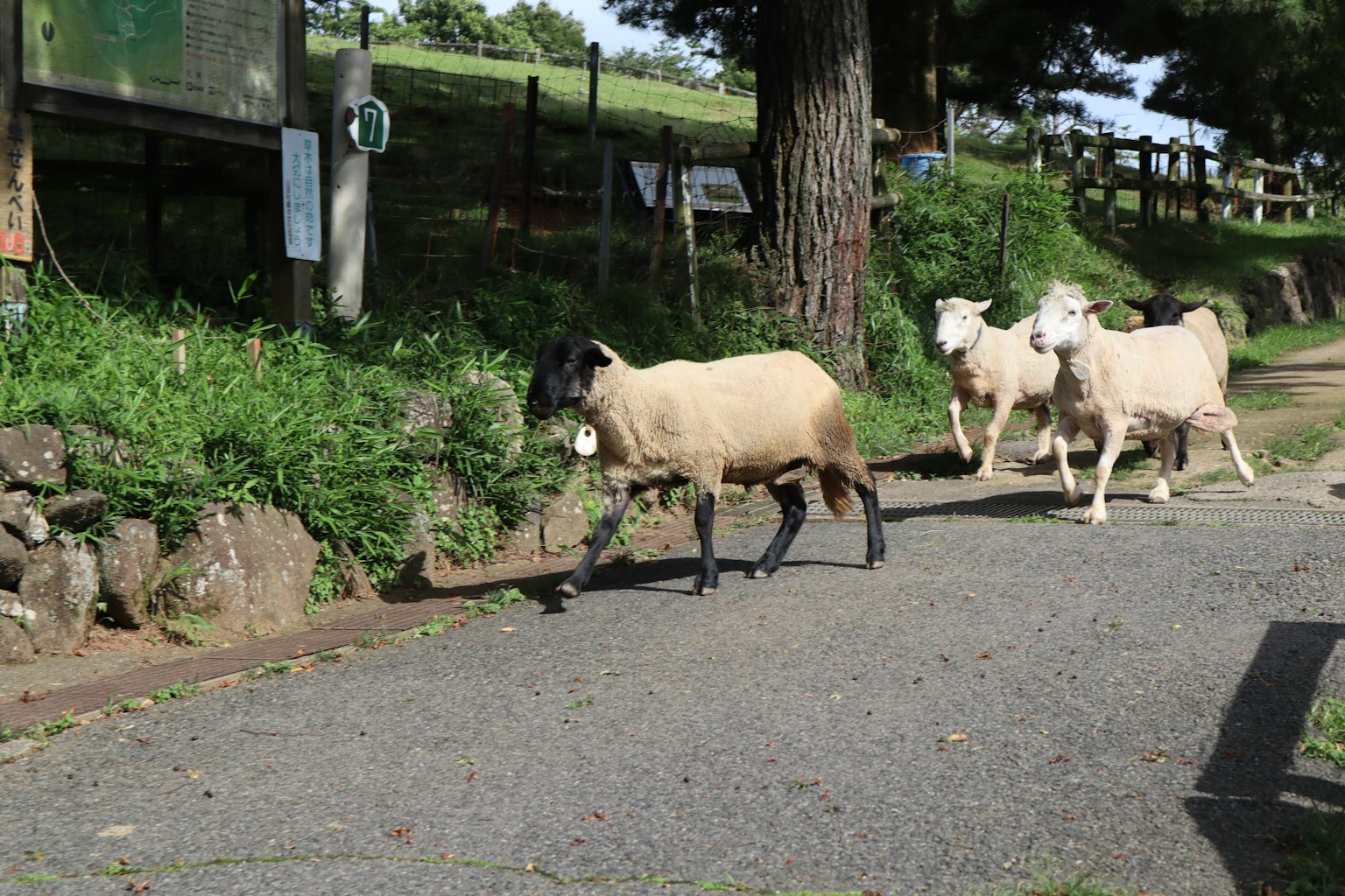 Sheep walking along a path with greenery and trees in the background