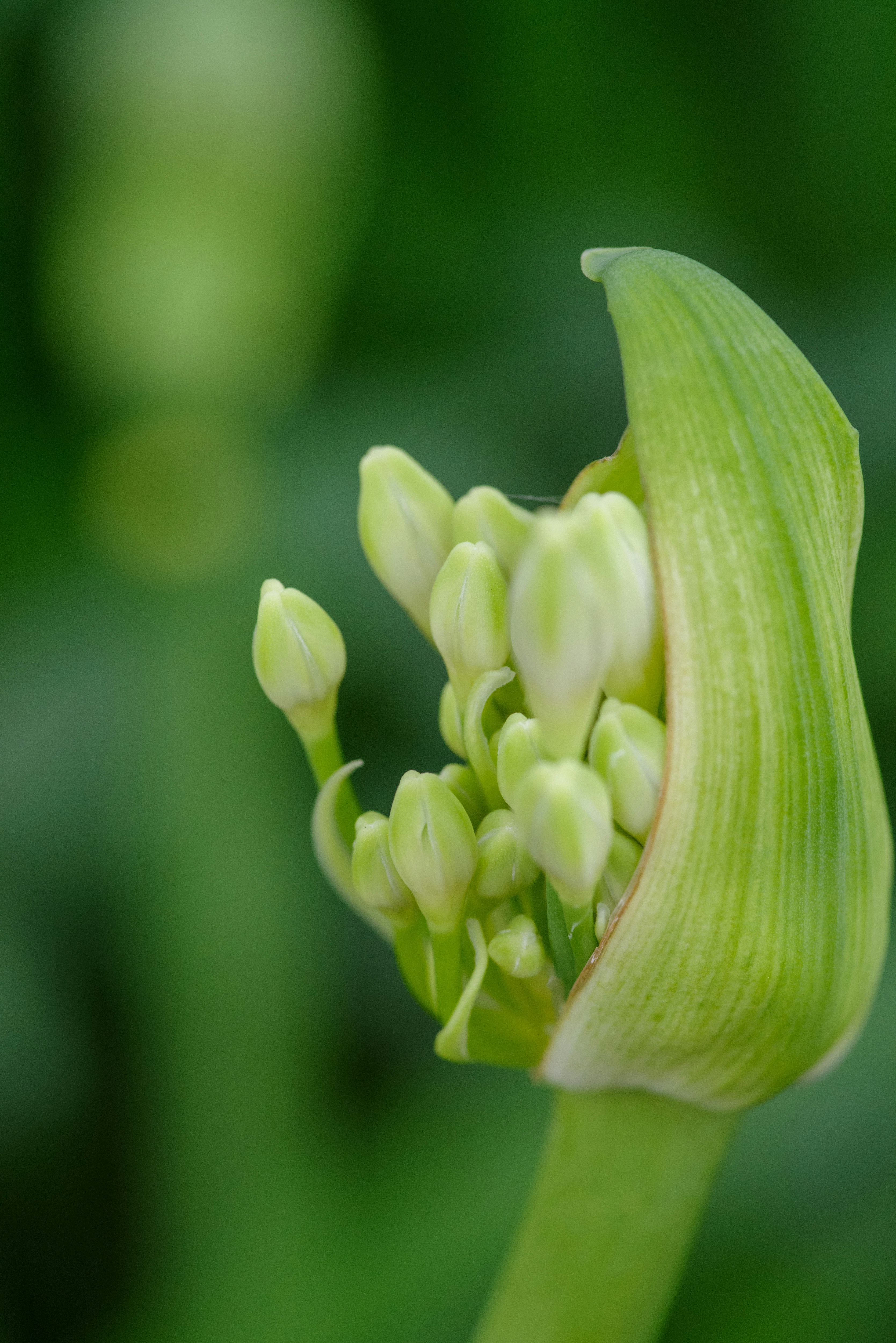 緑の背景に咲く若いトウモロコシの実のような花穂