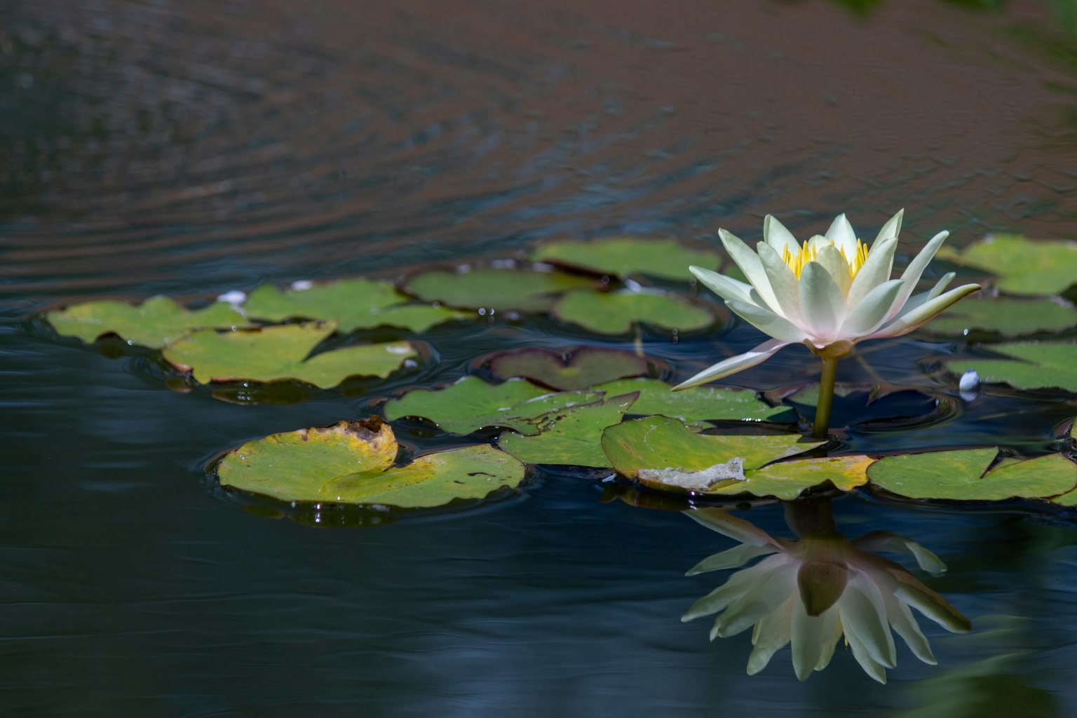 Loto bianco che galleggia sull'acqua con foglie verdi e riflessi