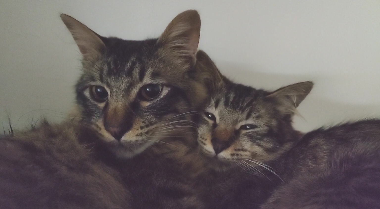 Deux chats tigrés bruns blottis l'un contre l'autre