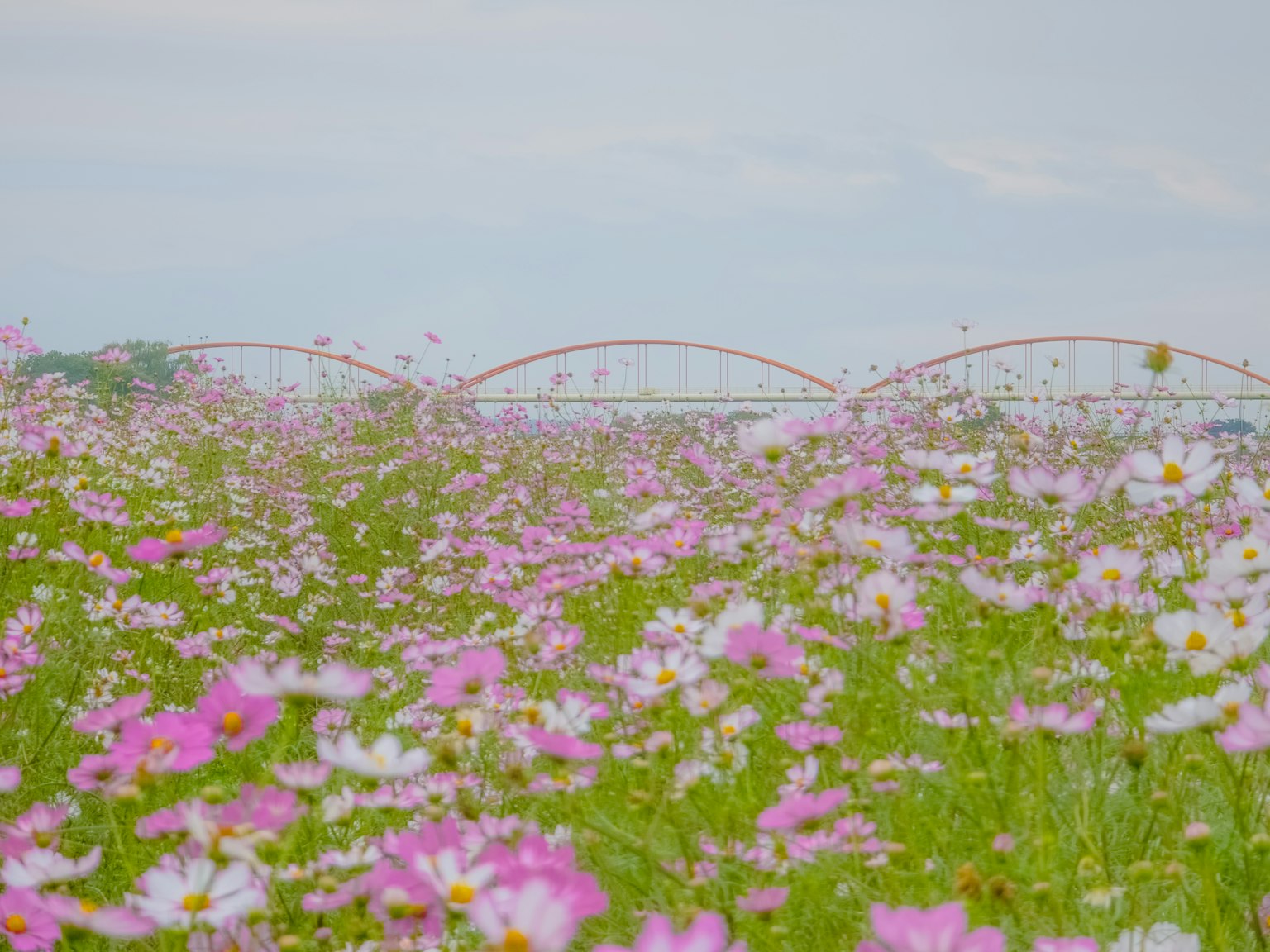 ทุ่งดอกคอสมอสสีชมพูและสะพานเบื้องหลัง