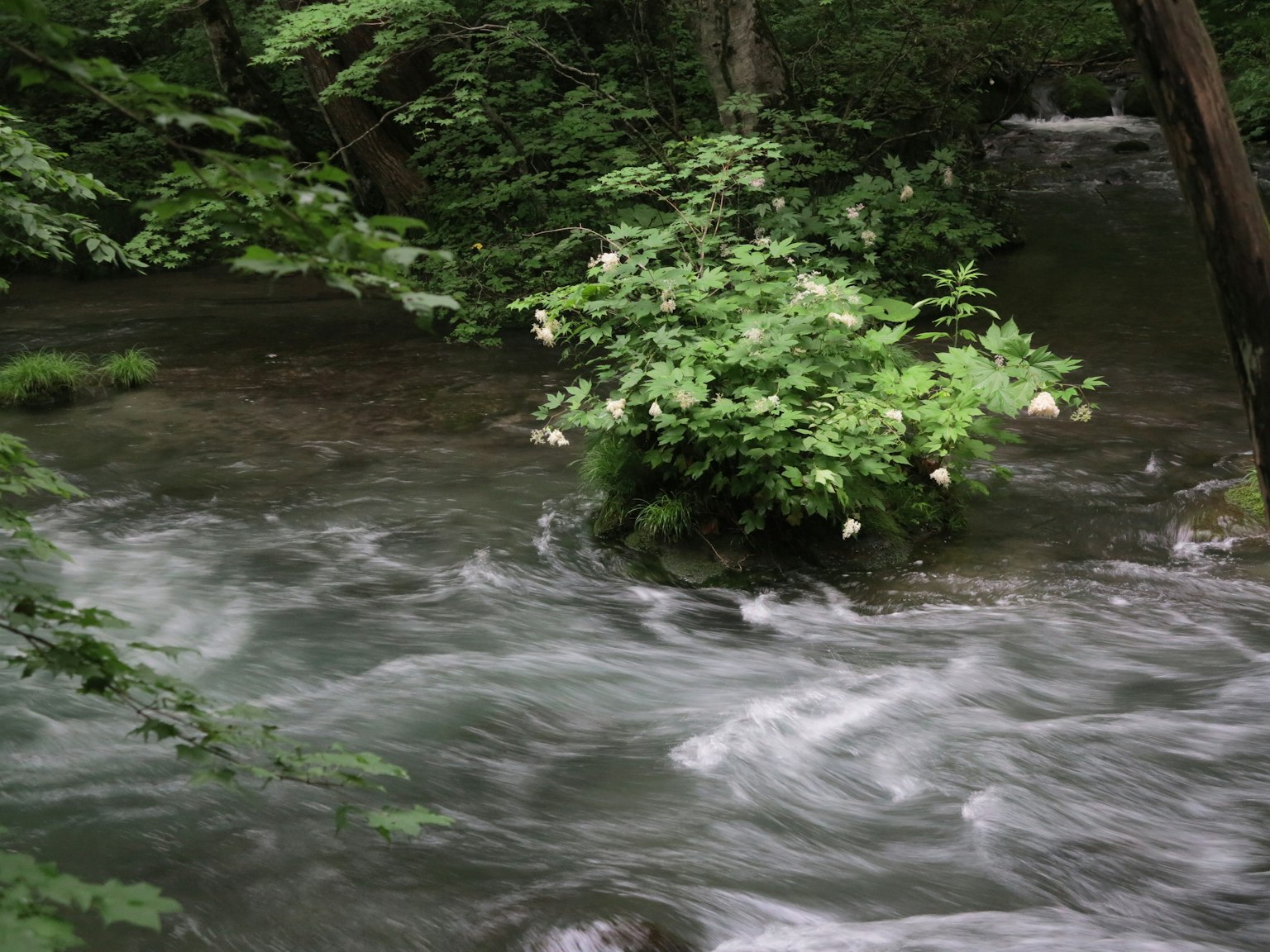 Ruisseau coulant à travers une verdure luxuriante avec une petite île de plantes