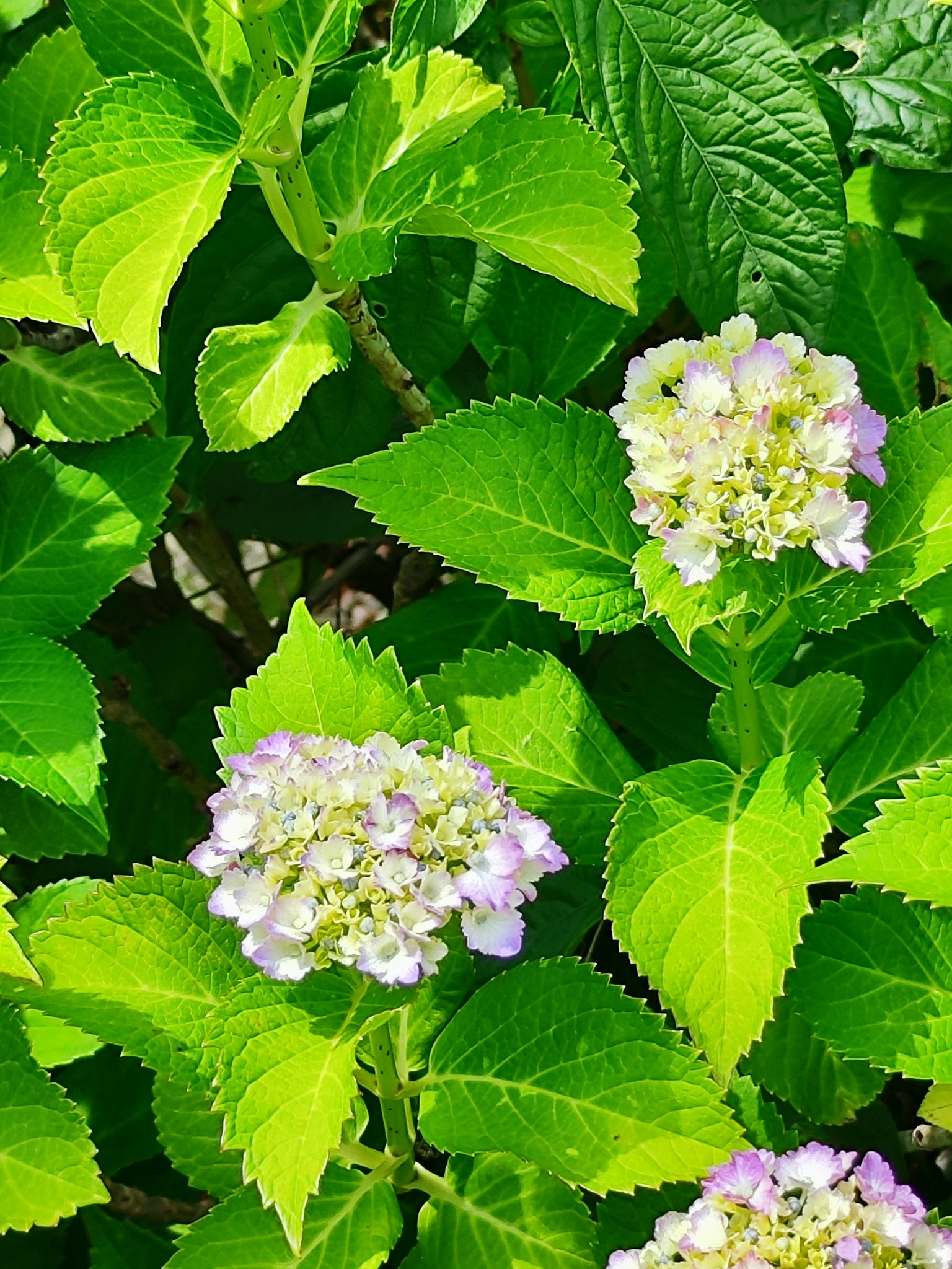Nahaufnahme von Hortensienblüten mit grünen Blättern und hellvioletten Blüten