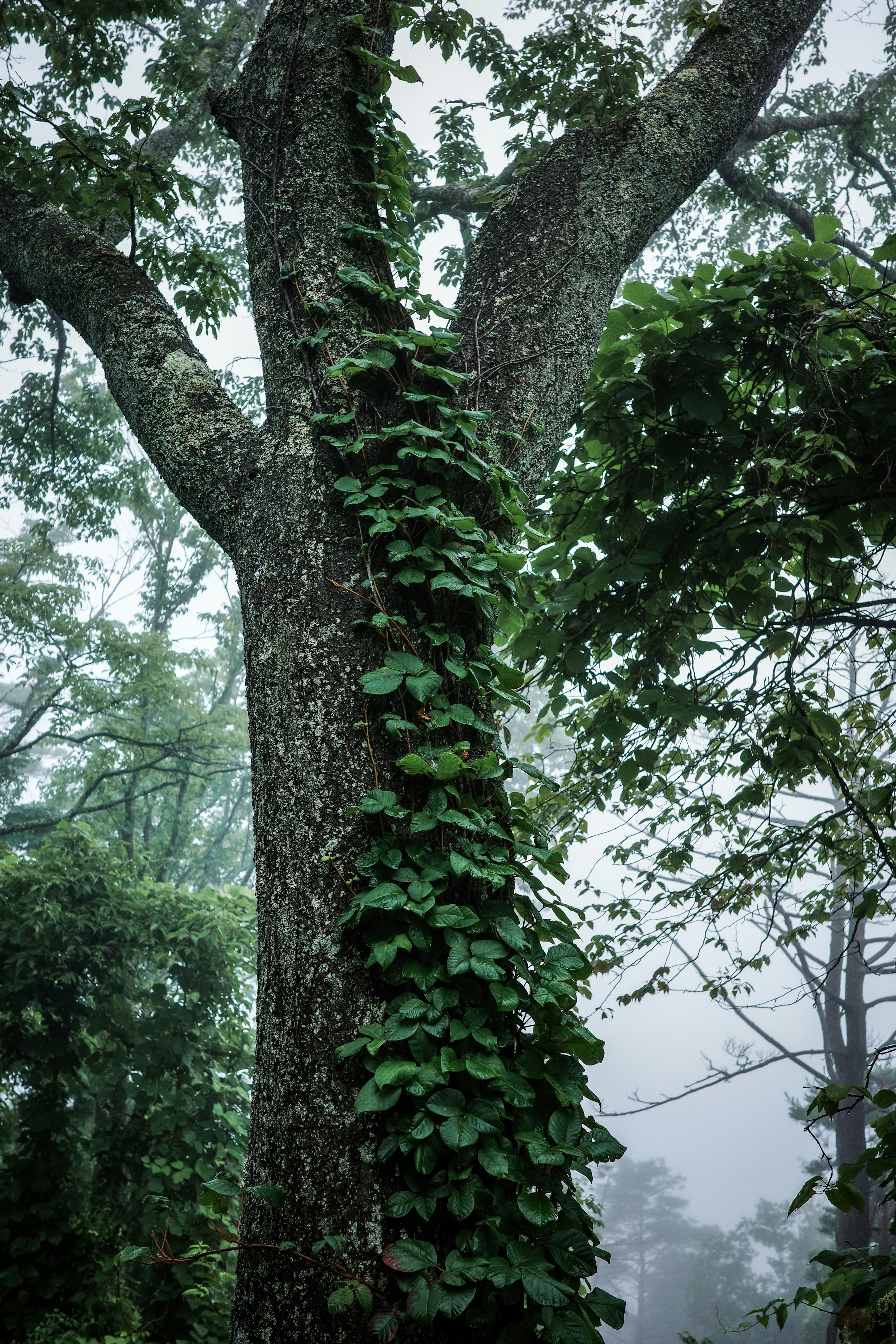 大きな木の幹に絡むつる植物と緑の葉
