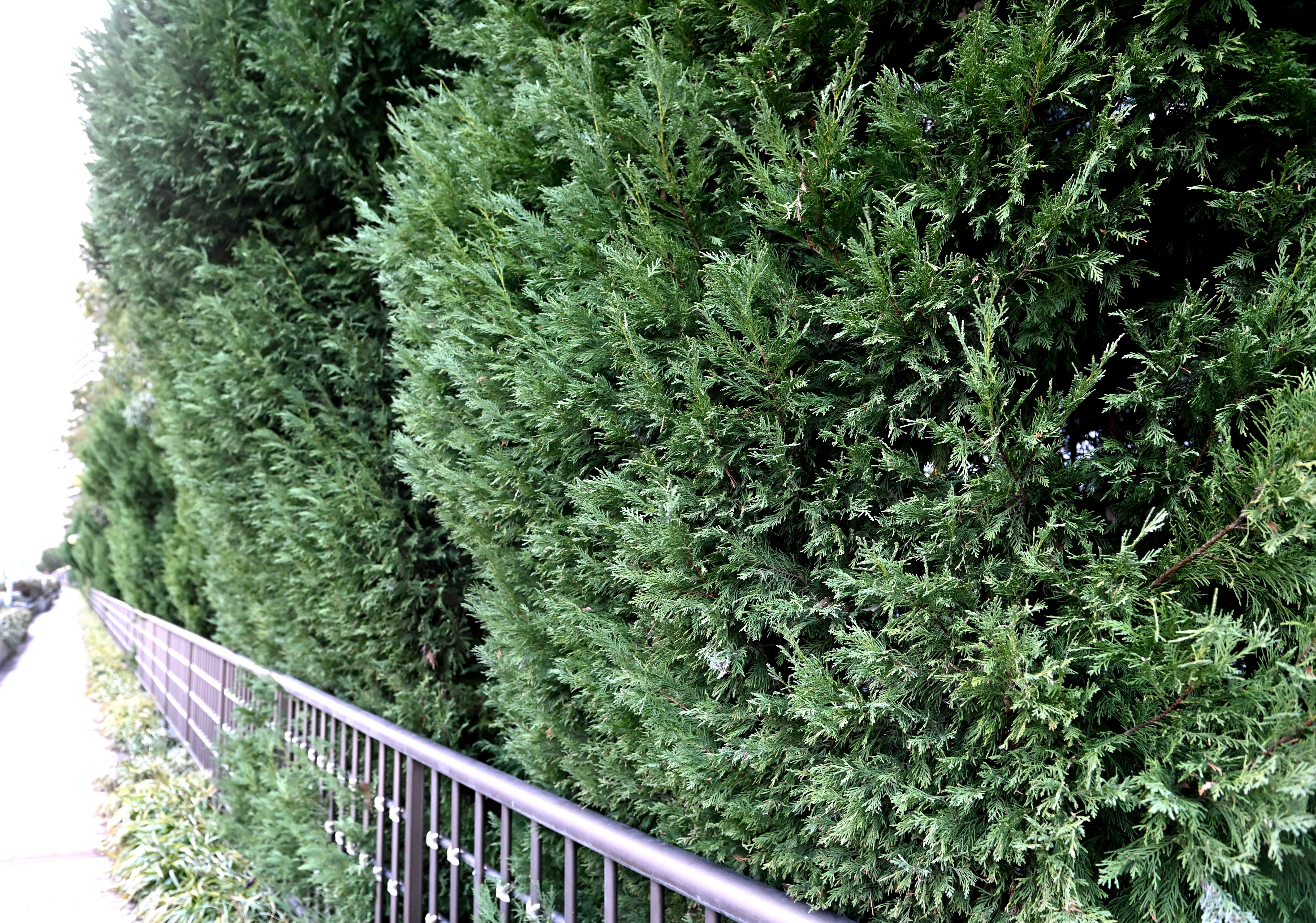 outdoor walkway with lush green hedges and a metal fence