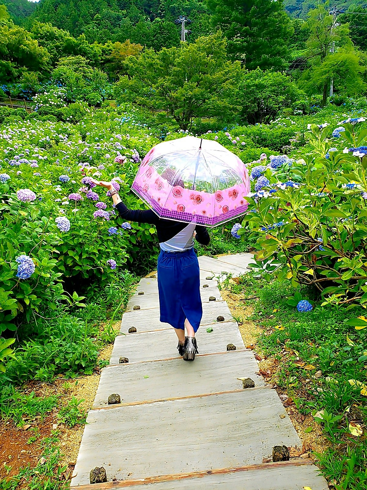 梅雨のあじさい園で透明傘をさす人物と花々の小道